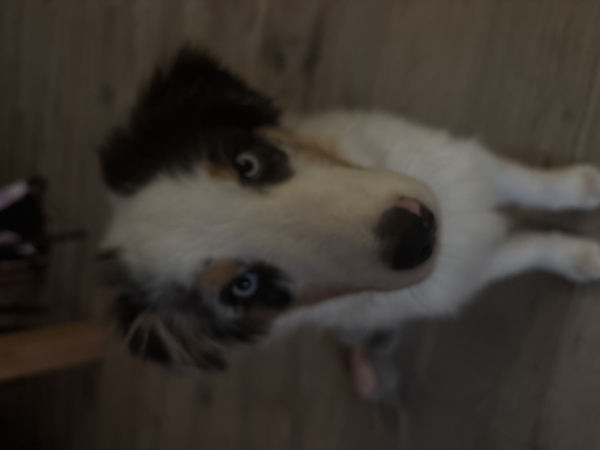 Blue-eyed Australian Shepherd in multiple close-up shots, Krasnodar