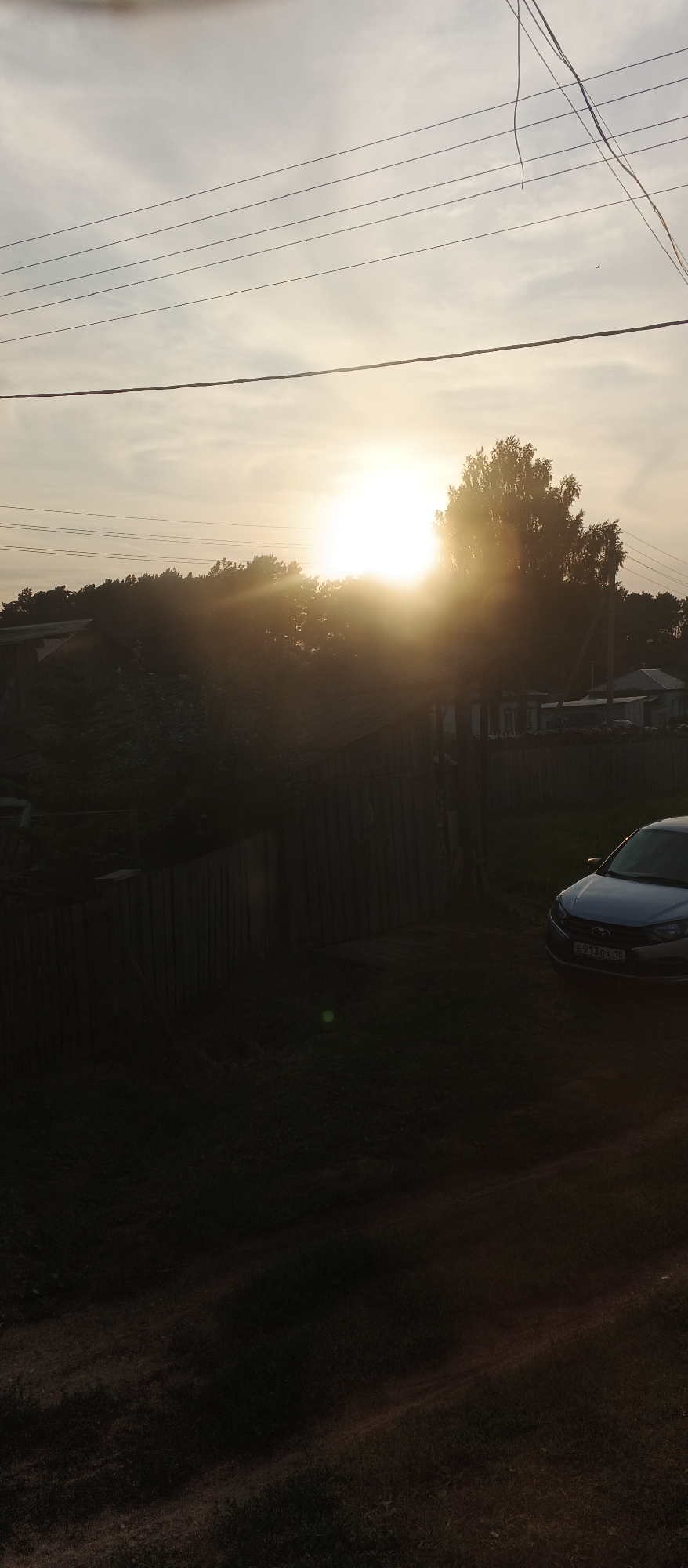 Dog walk and street cats on a summer evening in Podgornoye