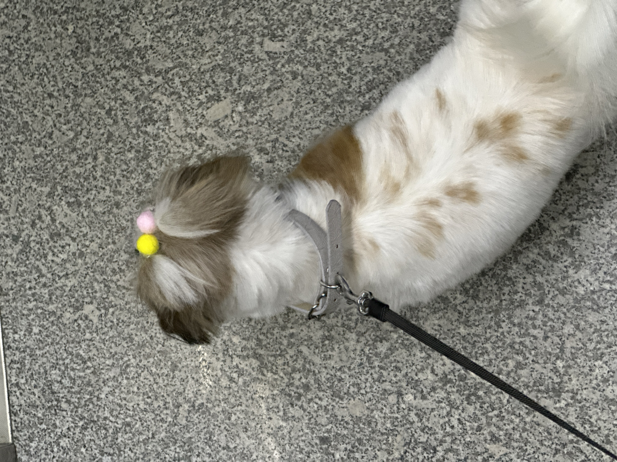 Decorated Shih Tzu spotted resting indoors across Tbilisi locations