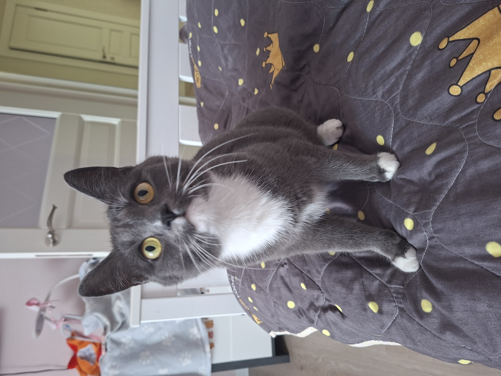 Cats lounging around a Dzyarzhynsk apartment on a quiet morning