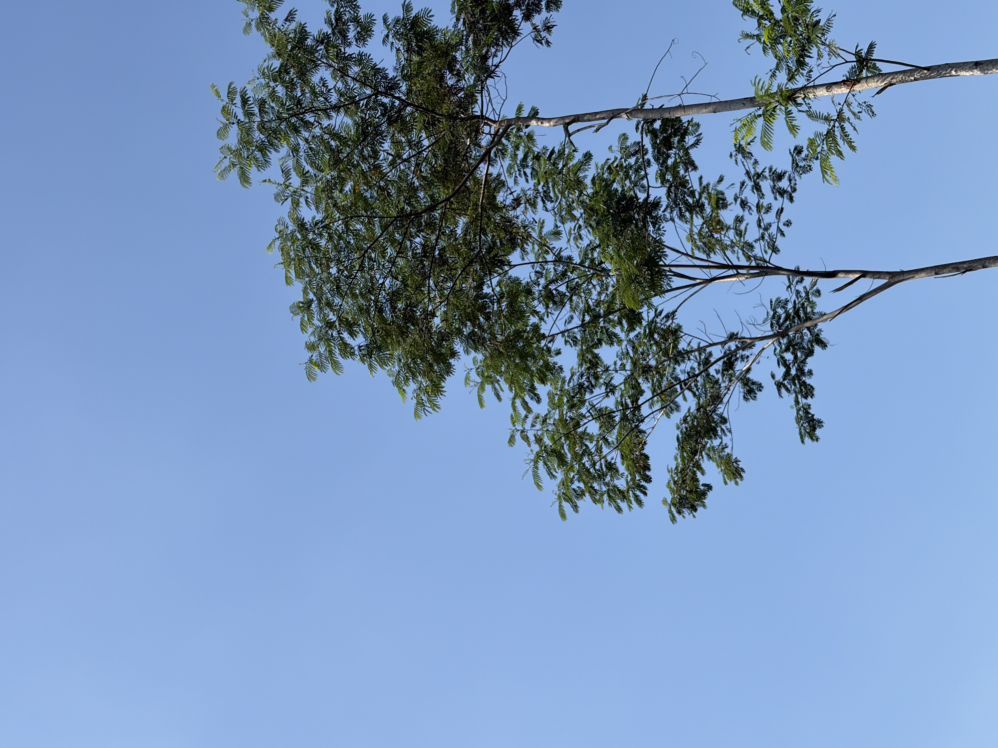 Green and growing: roadside vegetation in Meteseh, Indonesia