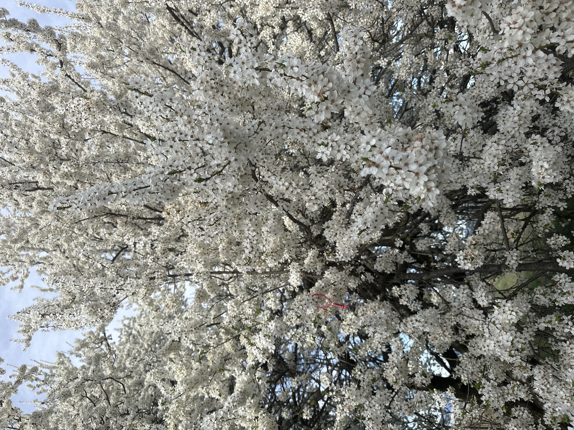 Spring blooms observed in Bulgarian village tree