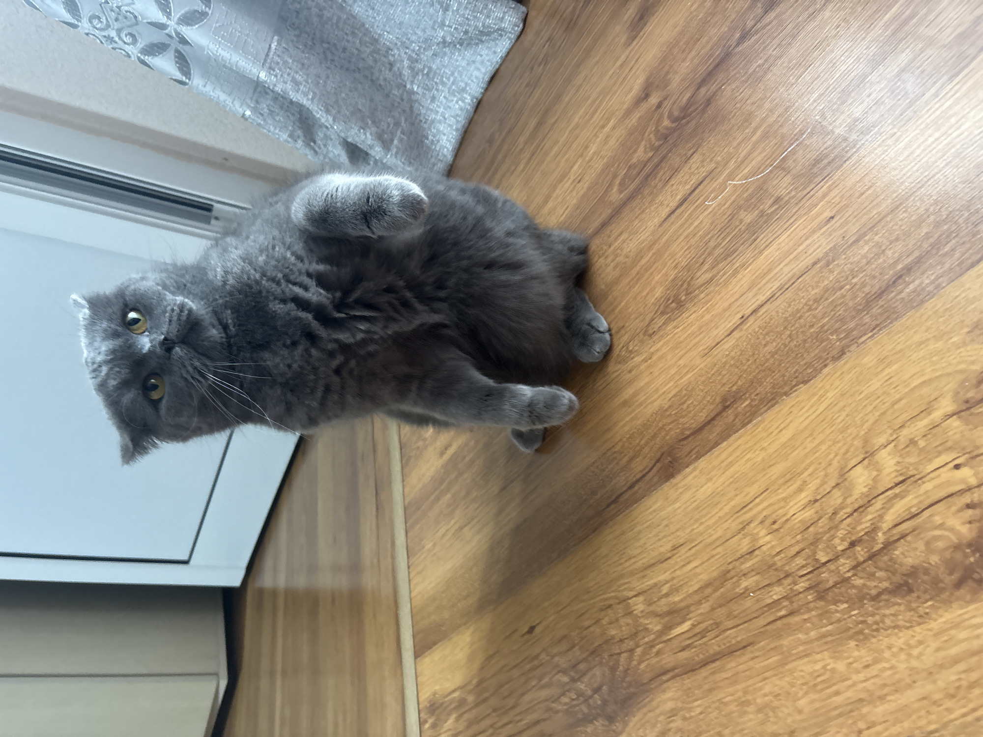 Two gray cats chilling on a wooden floor in Bulgaria