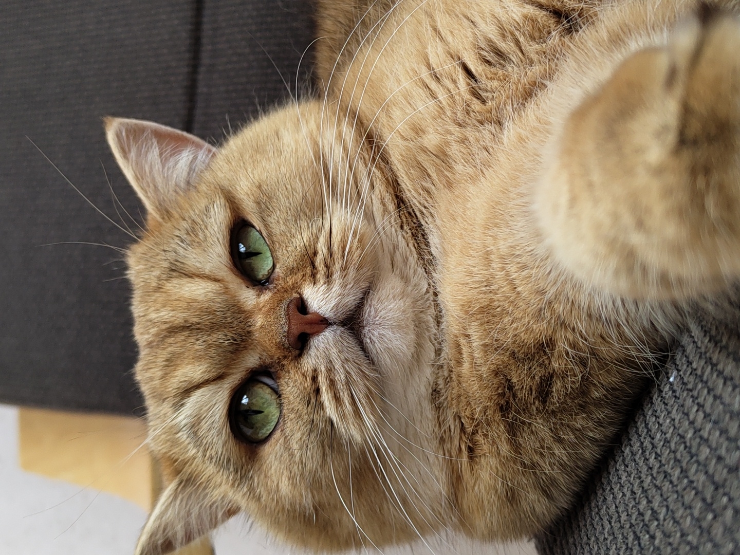Lazy Krasnodar morning: cats, cheese pancakes, and good coffee