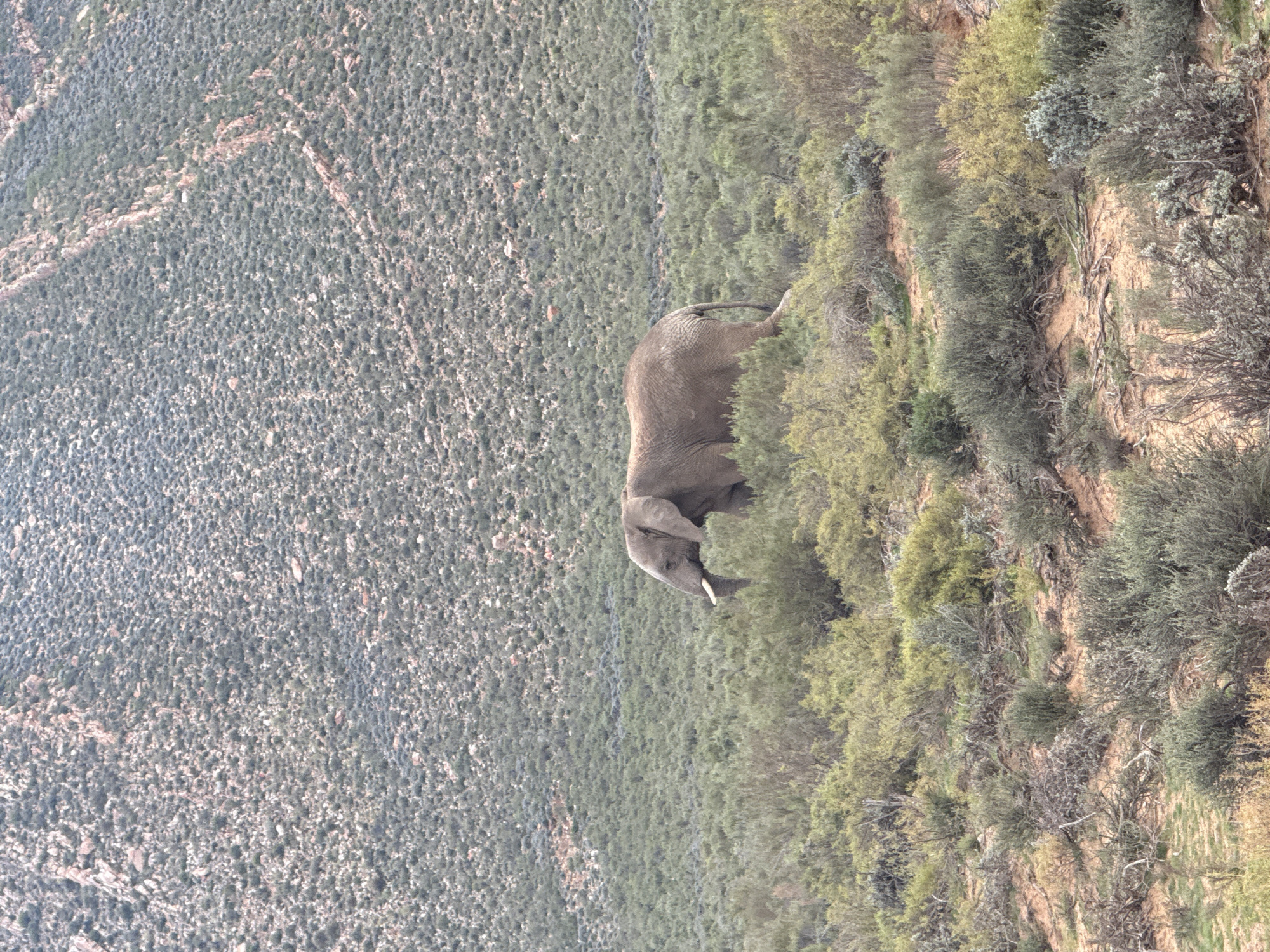 Wildlife Safari Captures African Animals in Natural South African Habitat