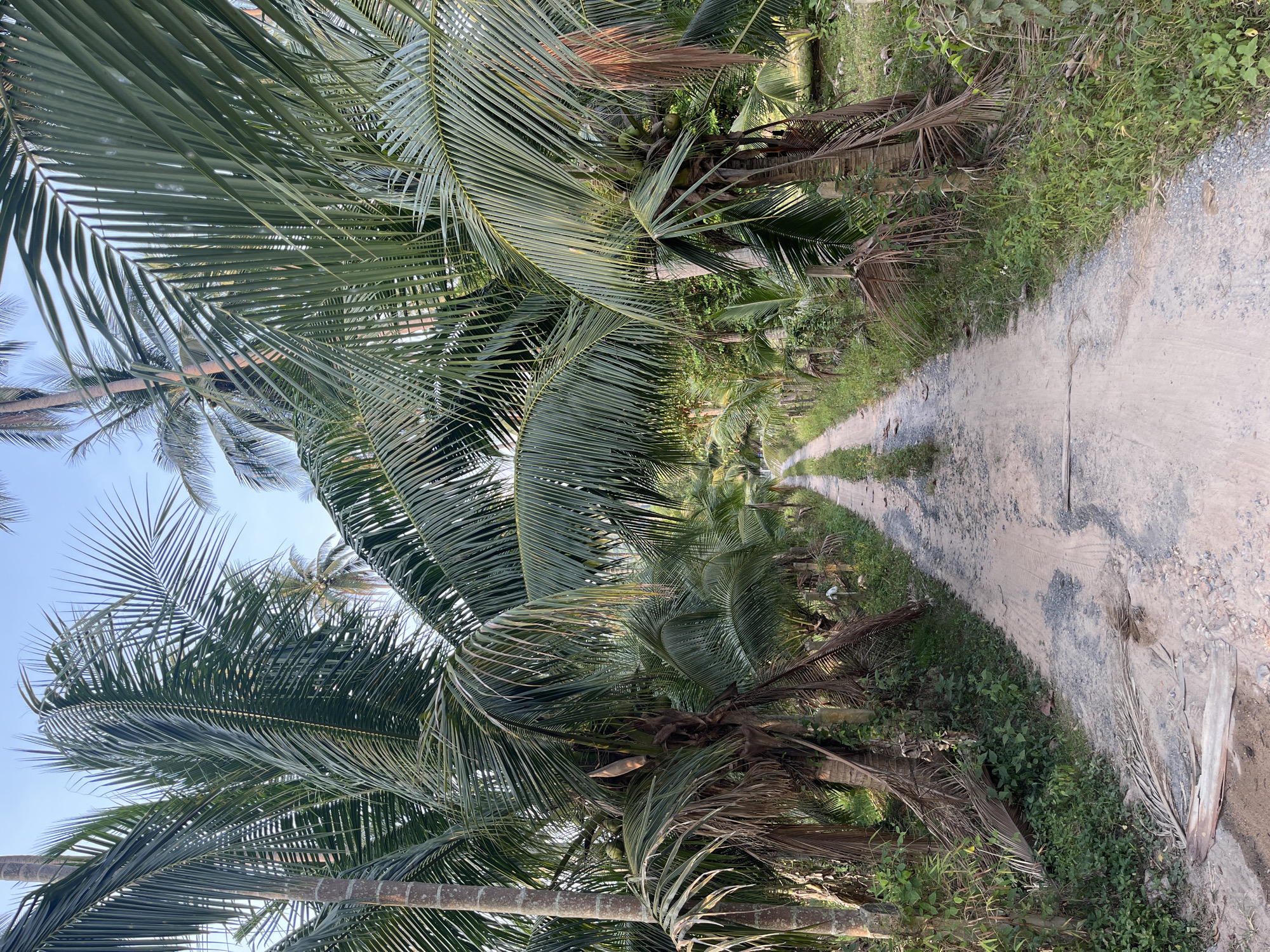 Rural dirt road documented in Thai coconut grove