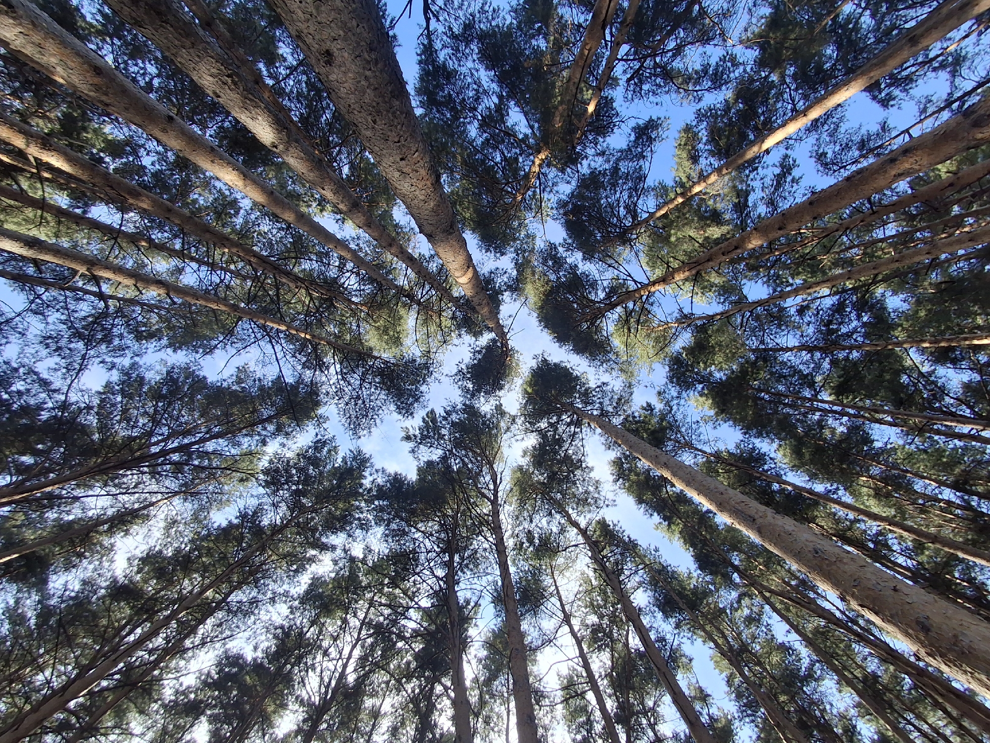 Pine canopy reaches toward clear blue sky in Chaikovsky forest