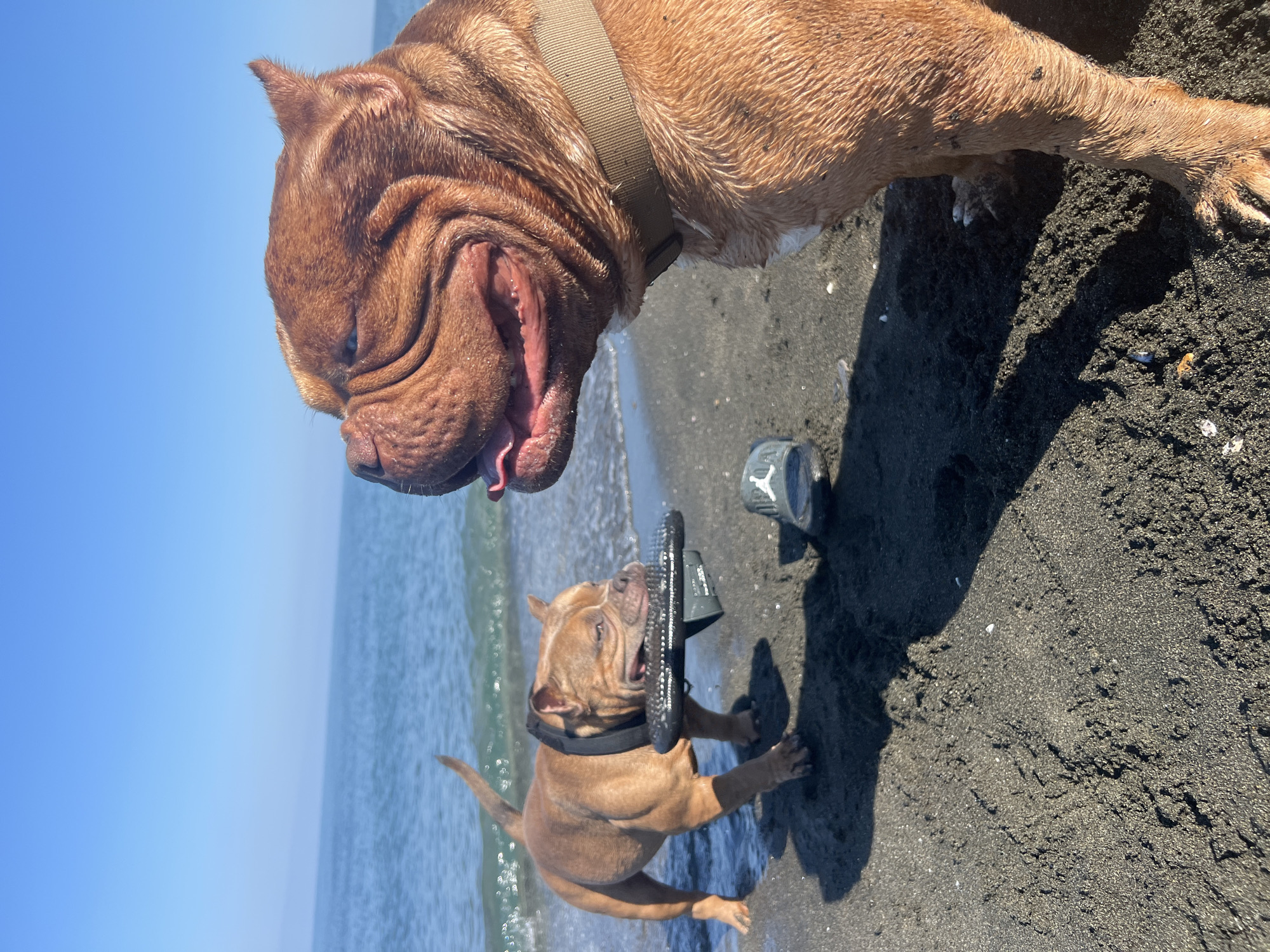 Two dogs roam a Georgian Black Sea beach on a sunny morning.