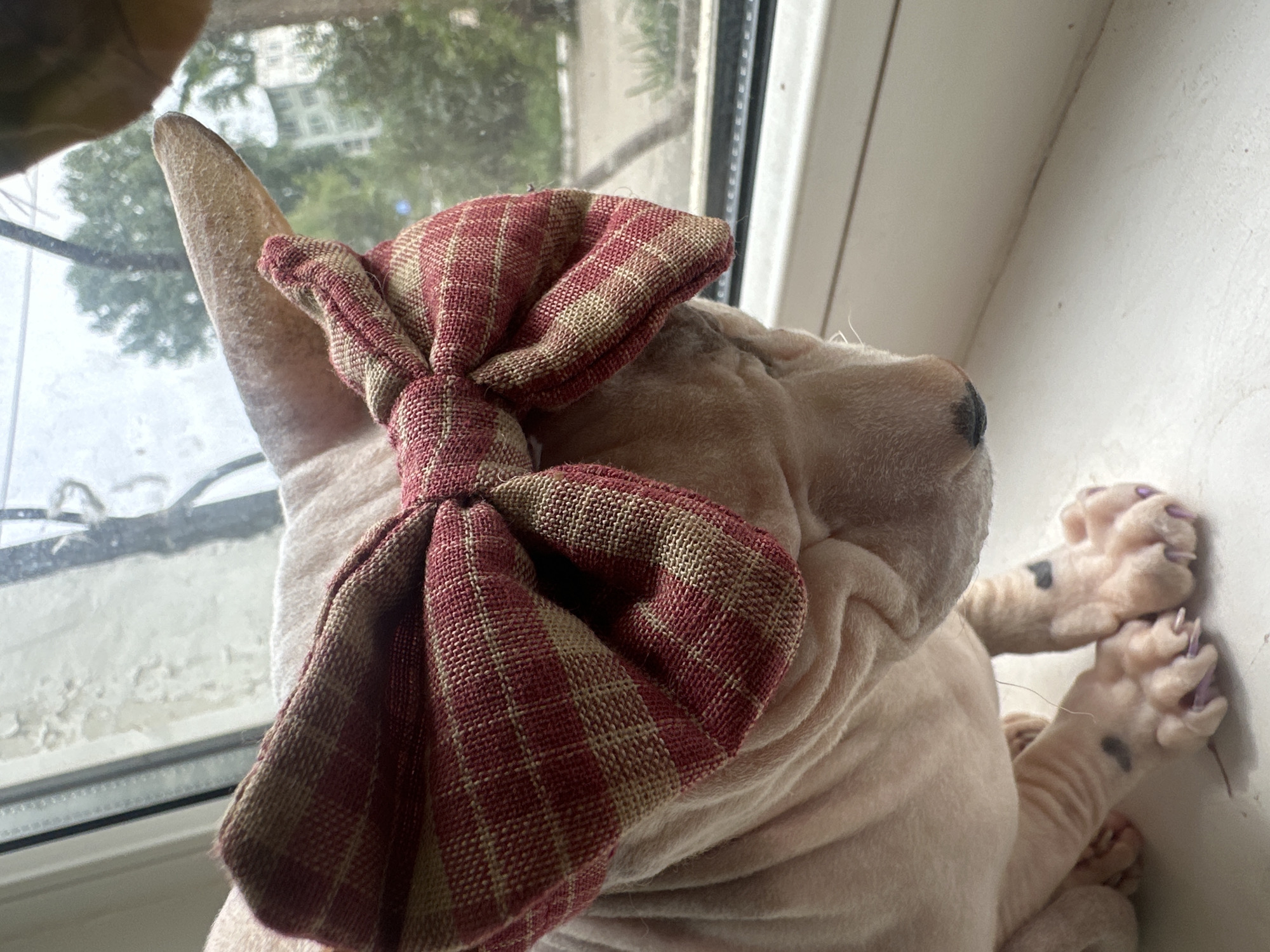 Sphynx cat in a plaid bow rules a Togliatti windowsill
