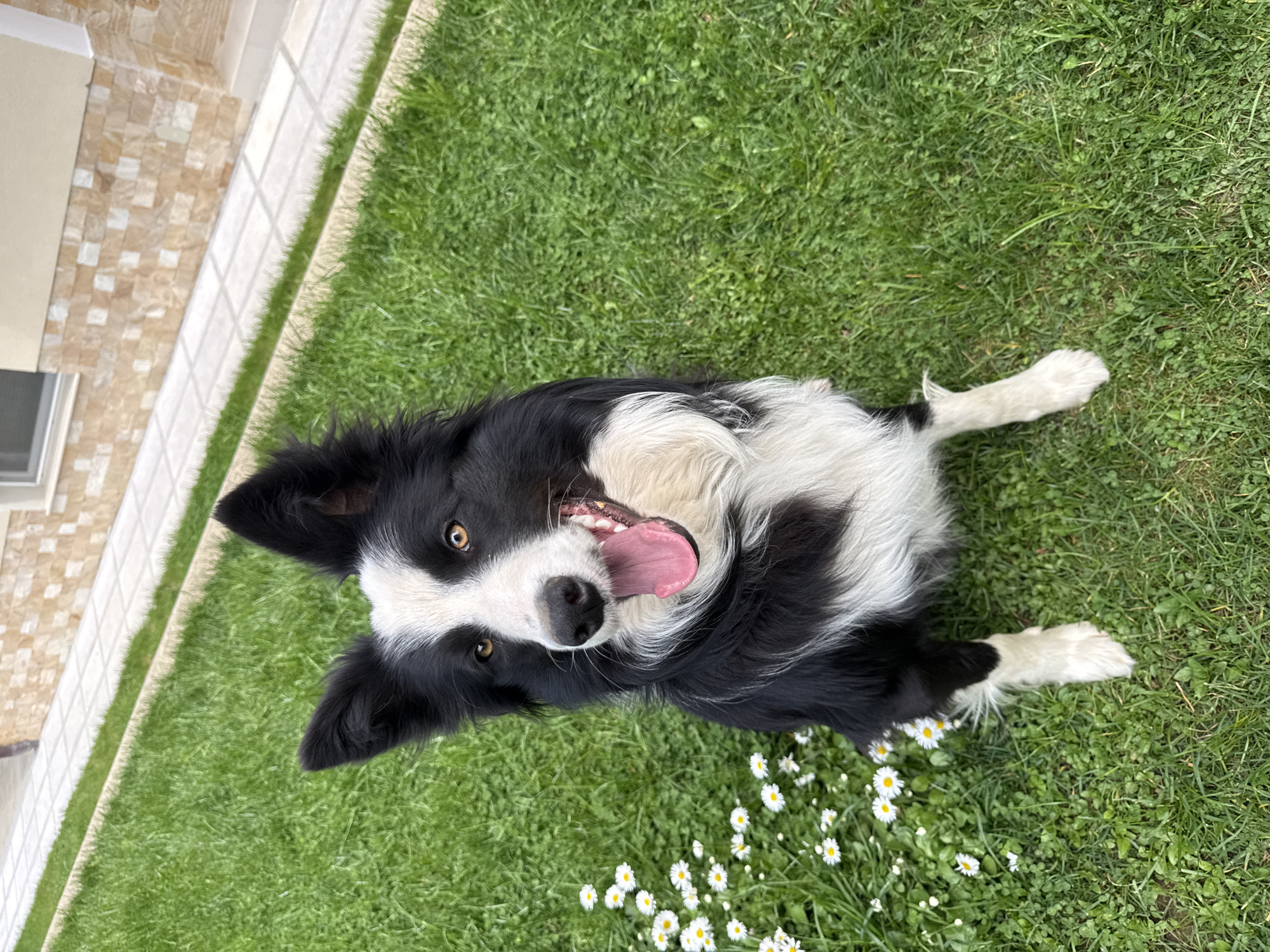 Border Collie and cat play on sunny lawn in Bulgaria