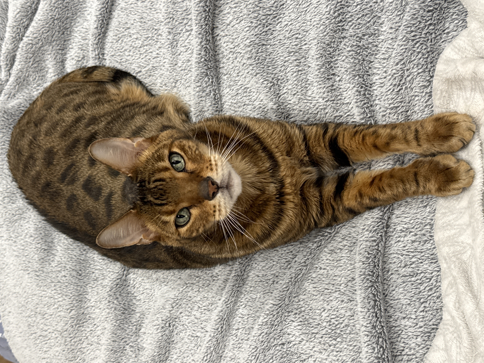 Bengal cat rests on grey blanket, looks up curiously