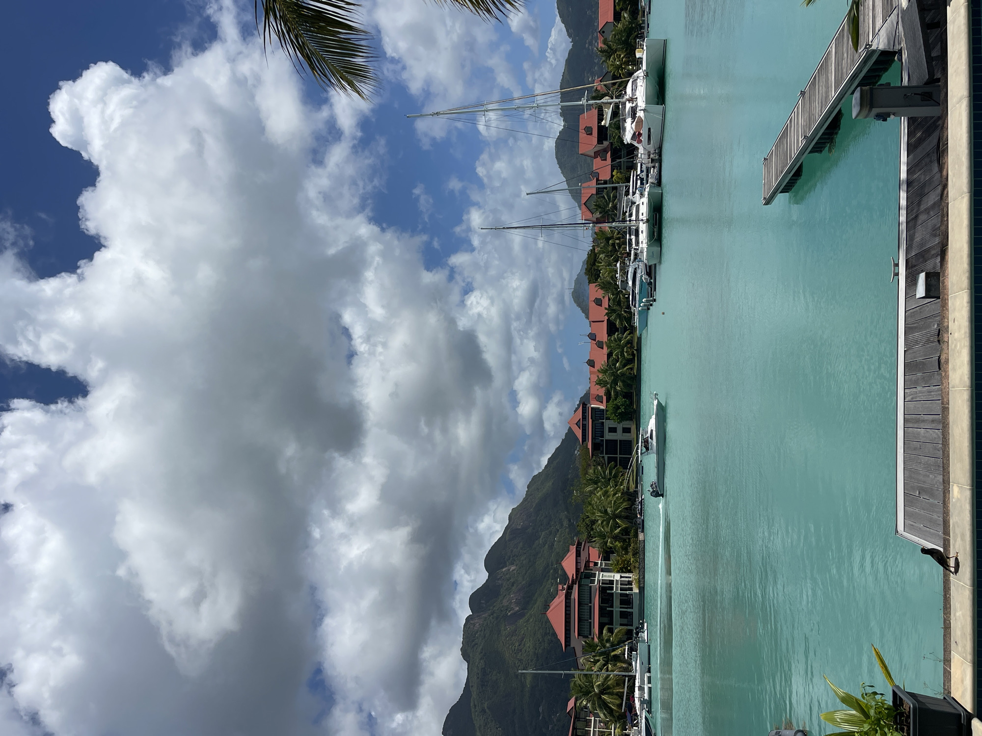 Bird perched on harbor walkway in Providence, Seychelles