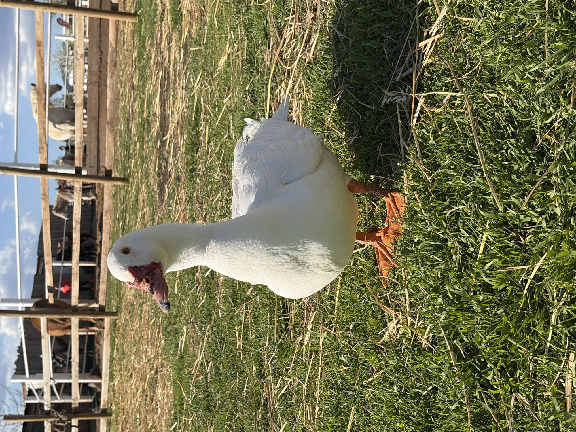 Farm animals observed at rural Bulgarian location