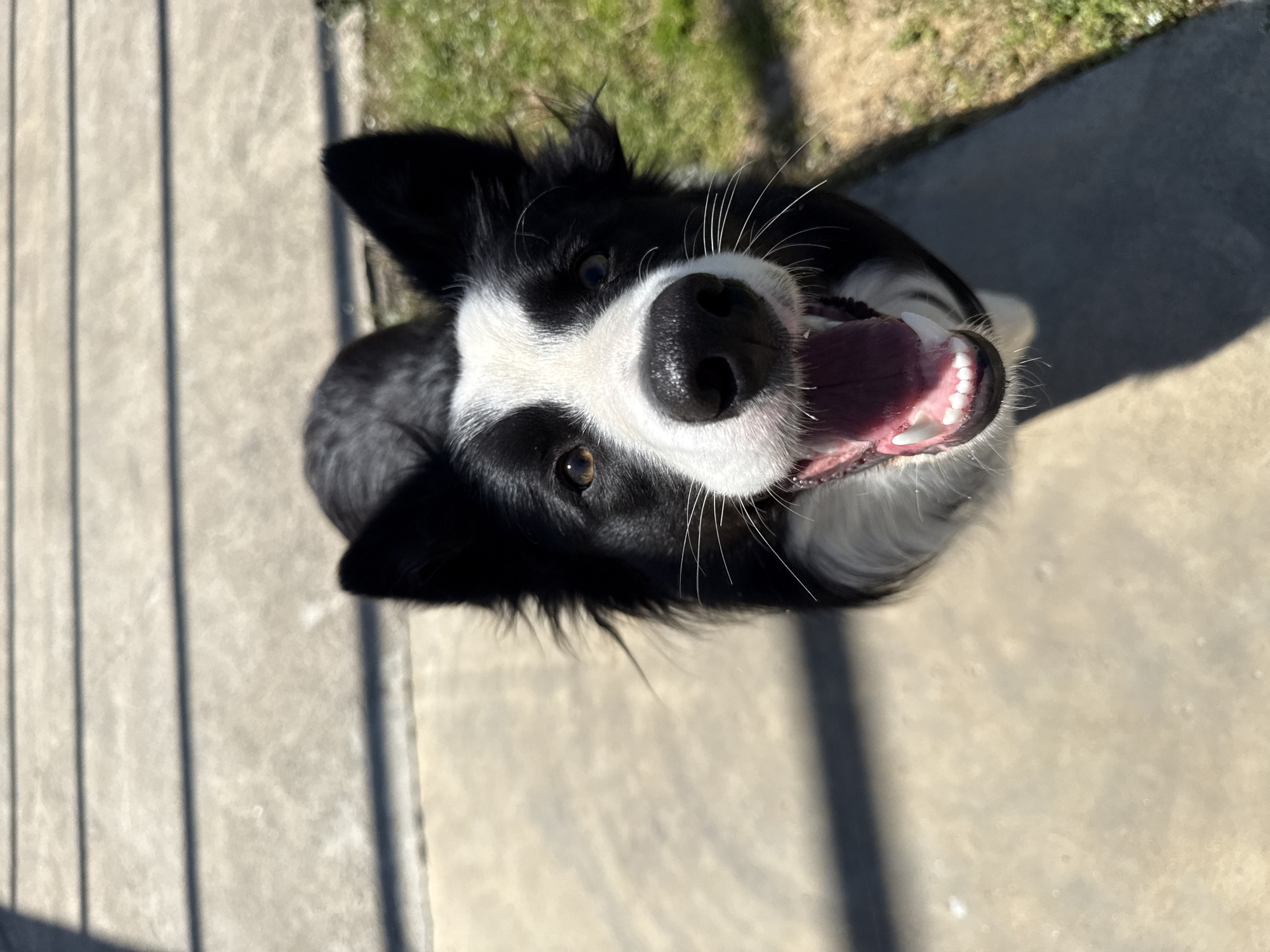 Border Collie photographed near blooming orchard in Berkovitsa, Bulgaria