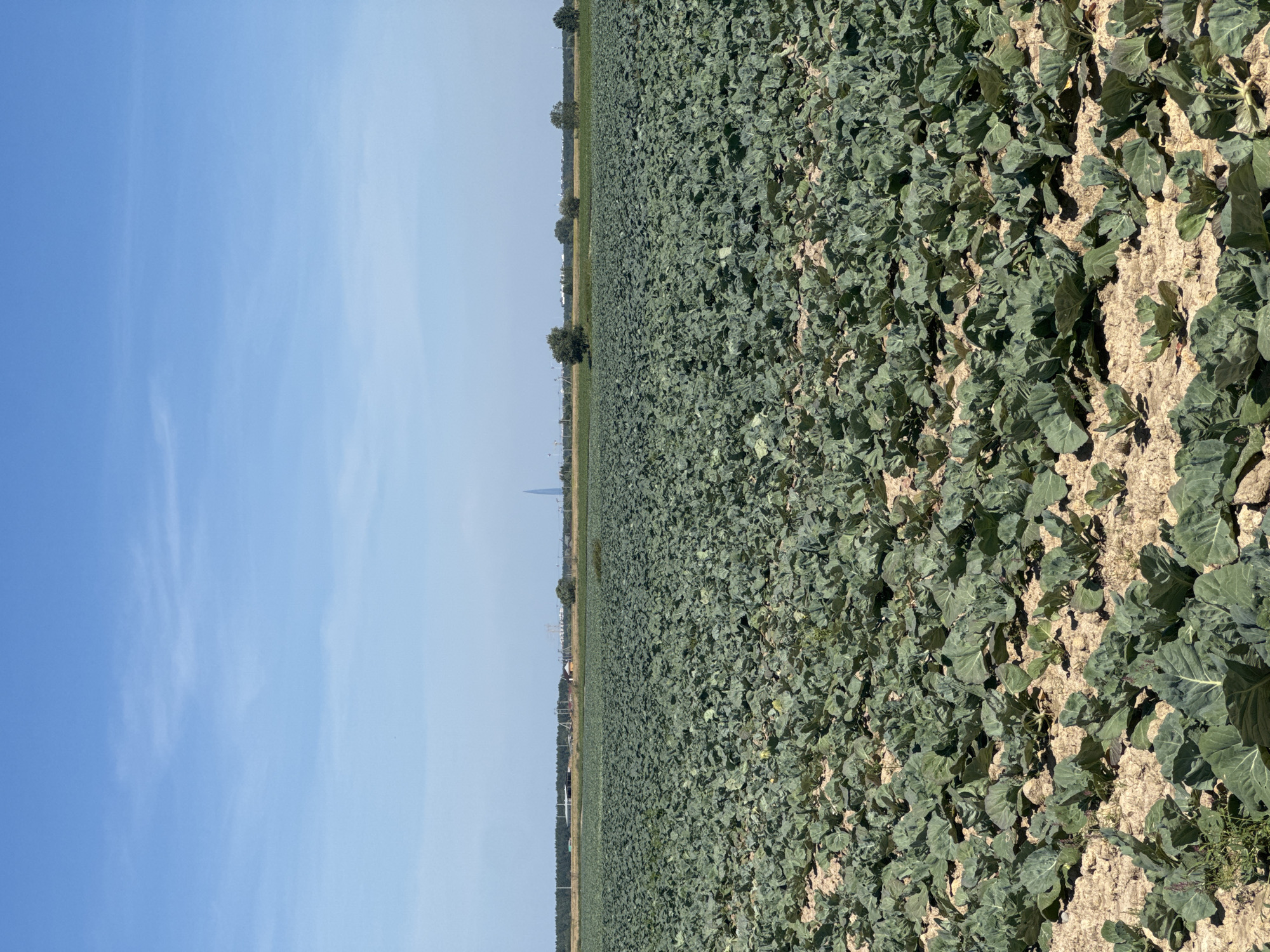 Cabbage fields and wild daisies in rural Pigelevo, Russia