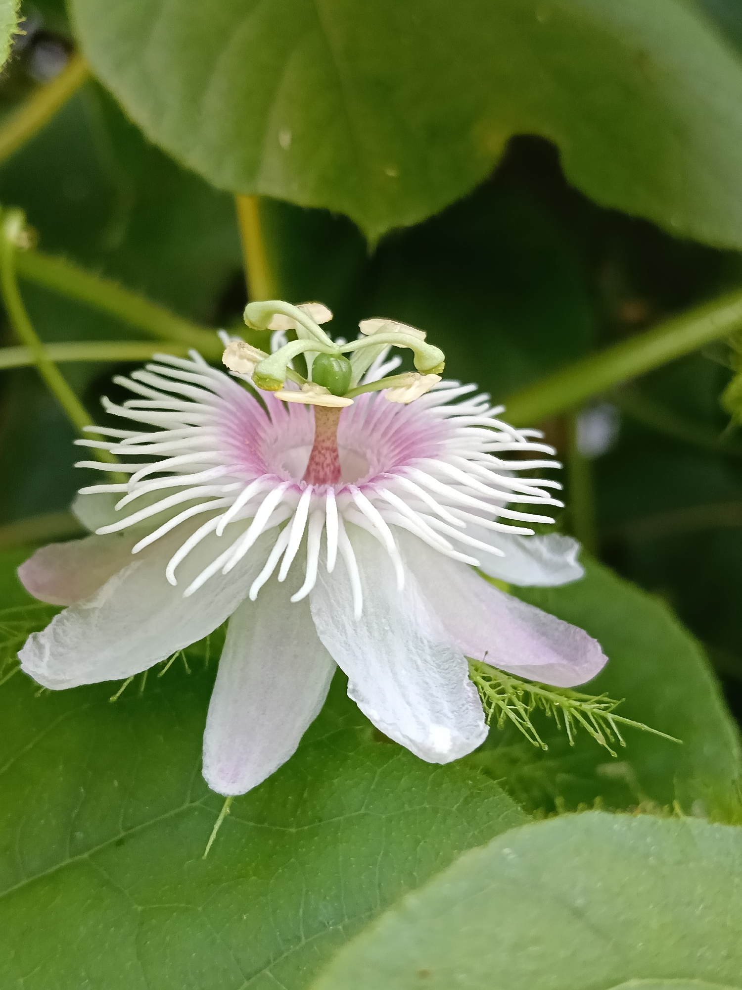 Lhokseumawe resident captures flower and calico cat moments