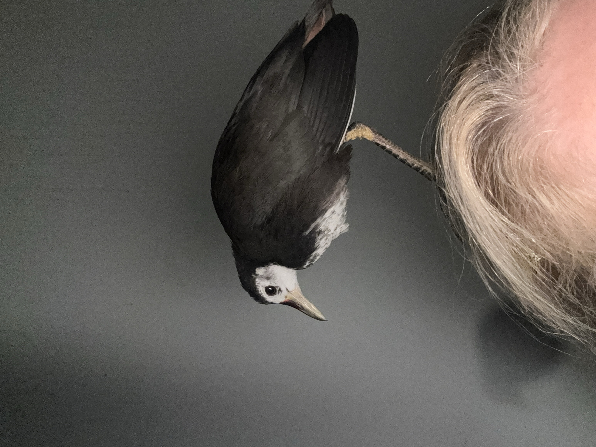 Bird with white markings interacts with person in Kuta Selatan