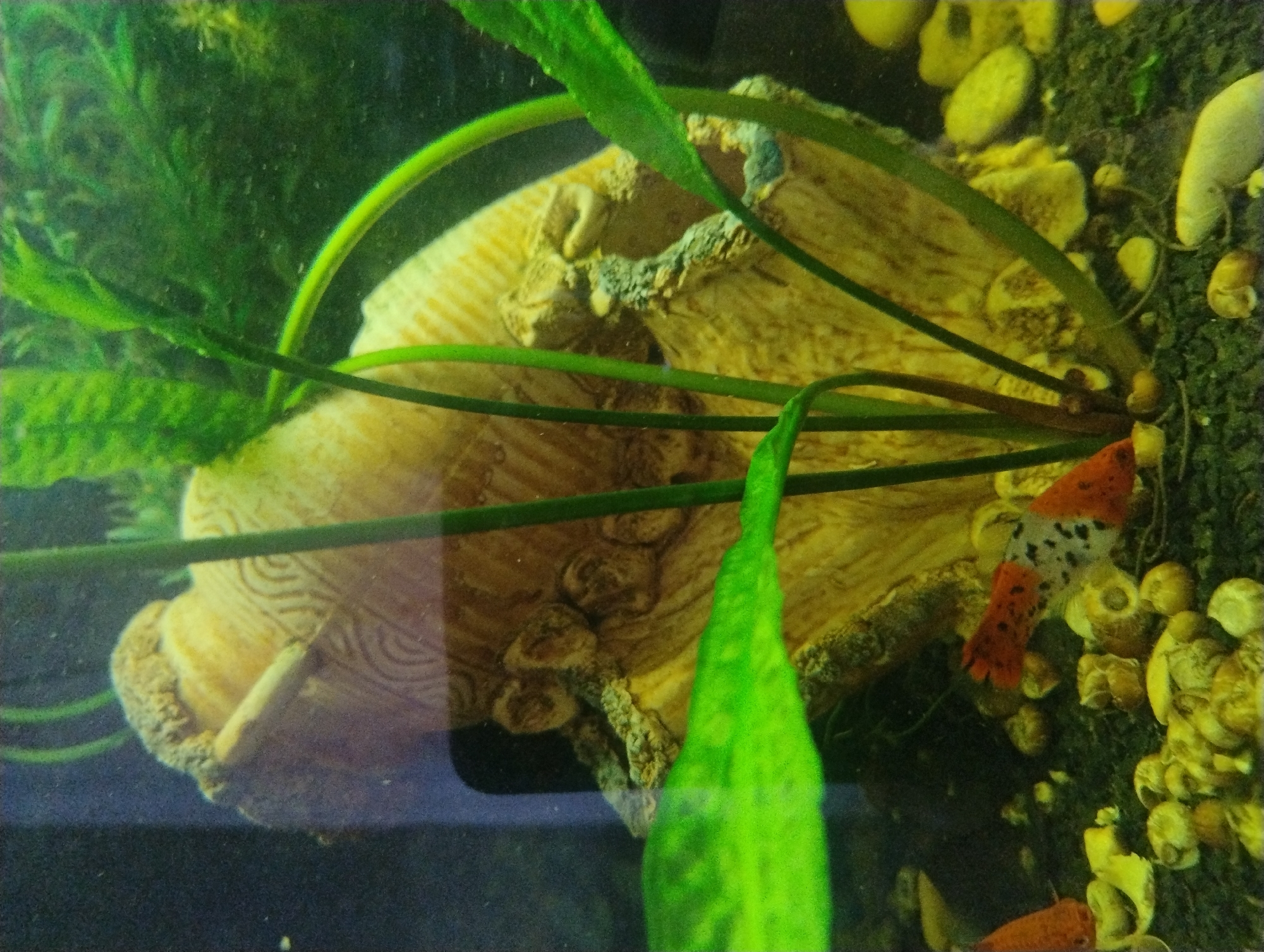 Indoor aquarium and outdoor garden scenes with wildlife