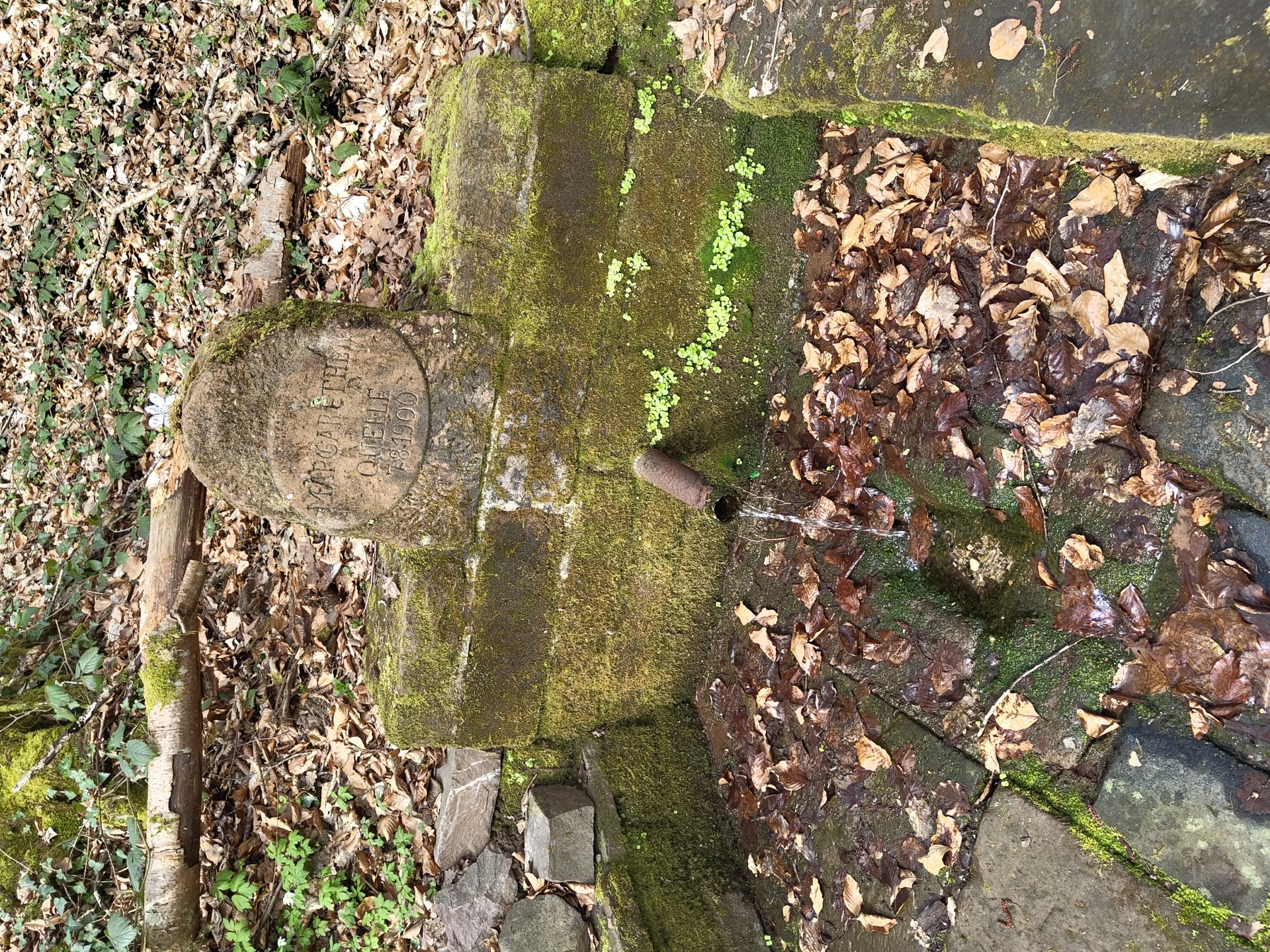 Historic spring site and woodland stream documented in Mettlach