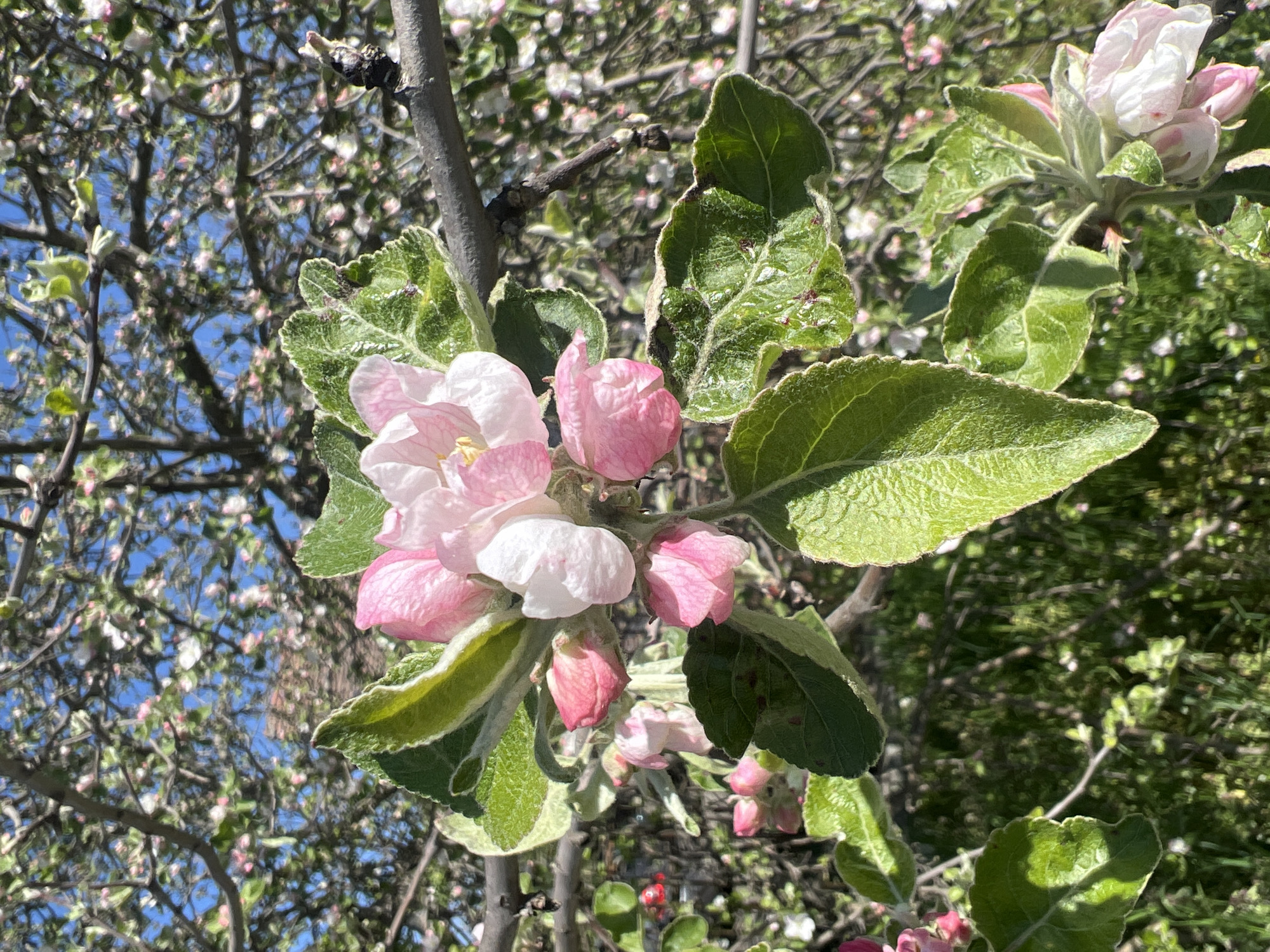 Spring morning scenes captured in Sremska Rača, Serbia