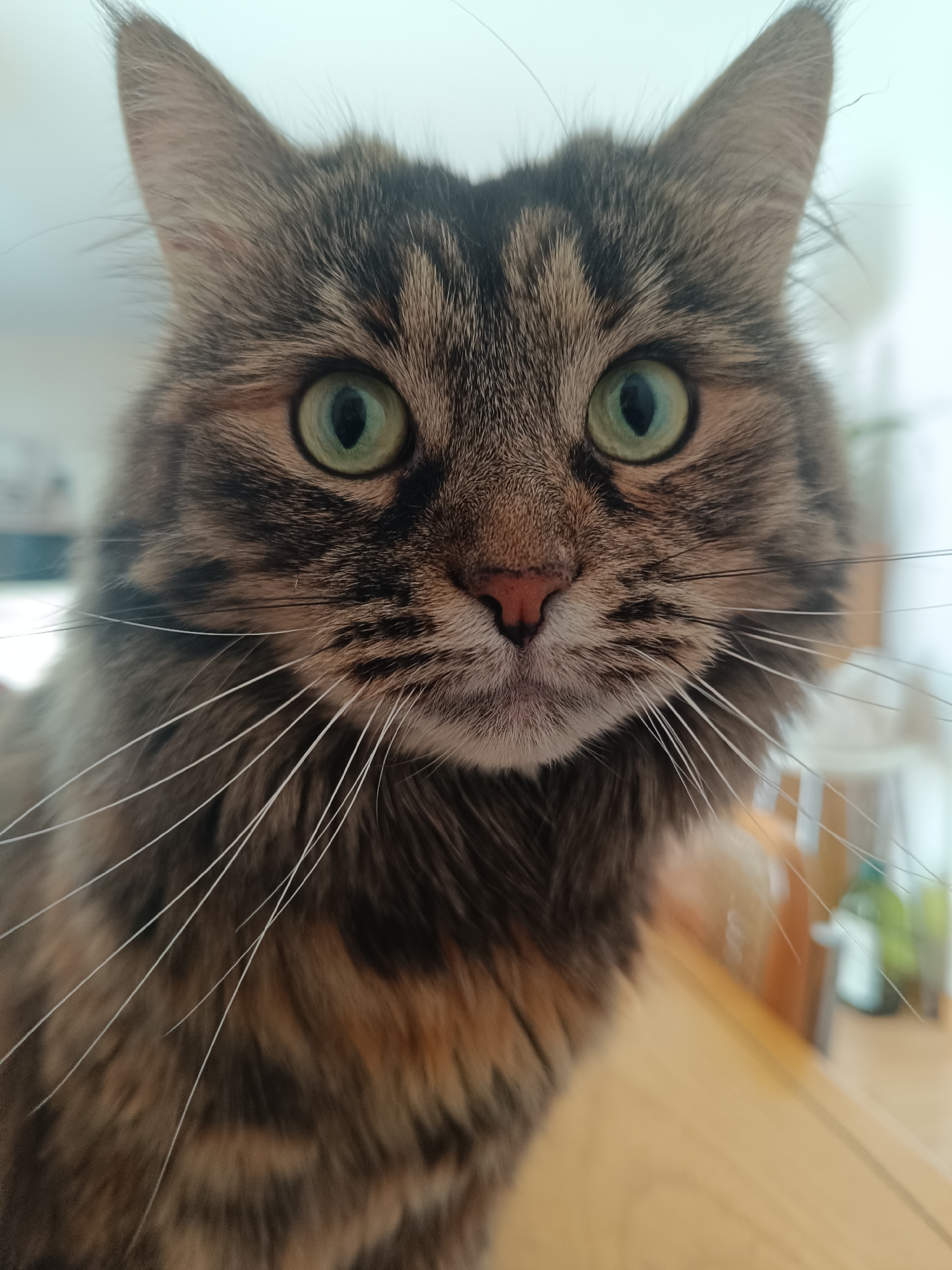 A green-eyed tabby cat holds court in a Vitoria-Gasteiz home.