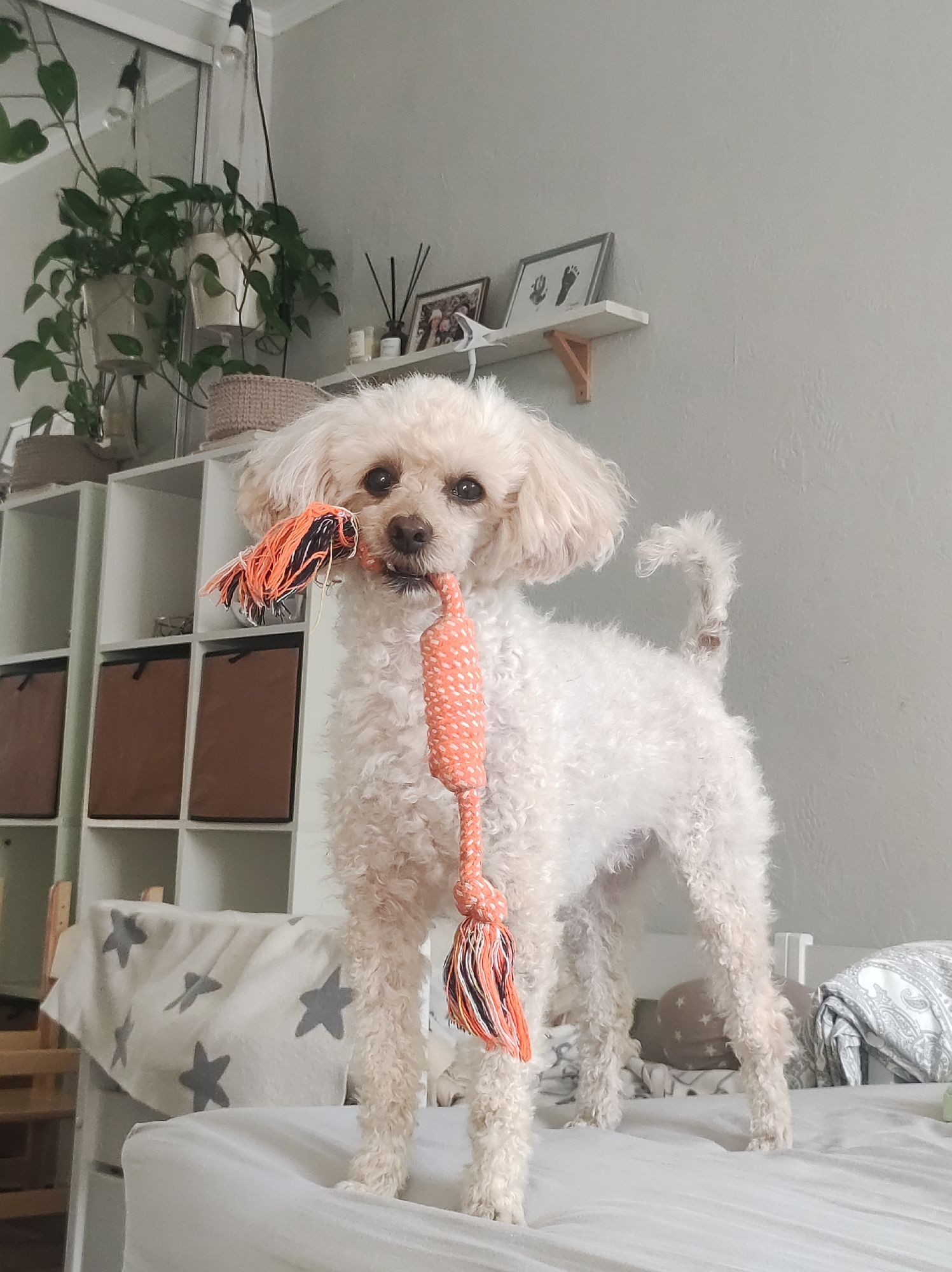 Family moments with woman, toddler, and poodle documented in Russia