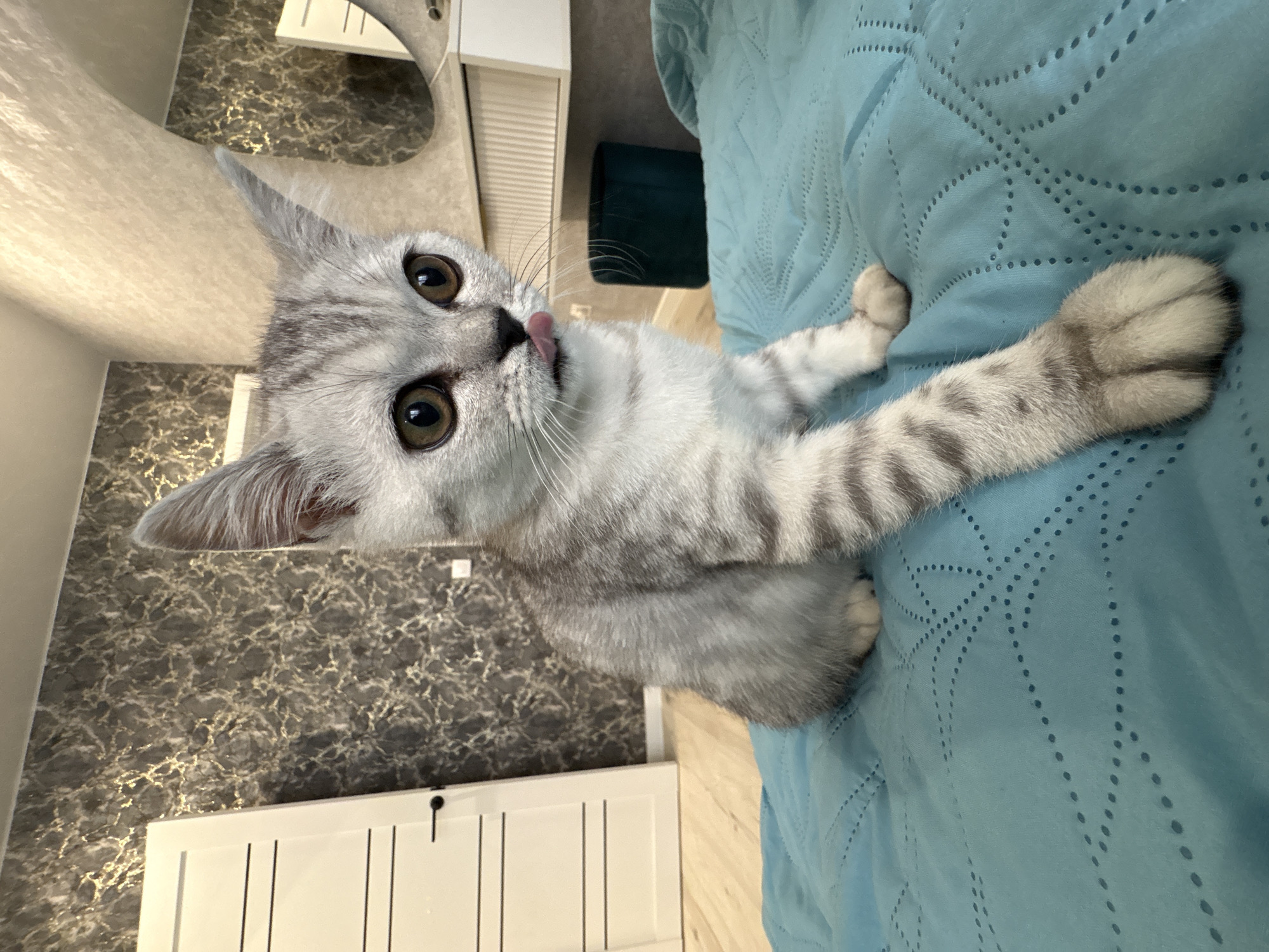 Casual indoor moments with cat, selfies documented in Izhevsk