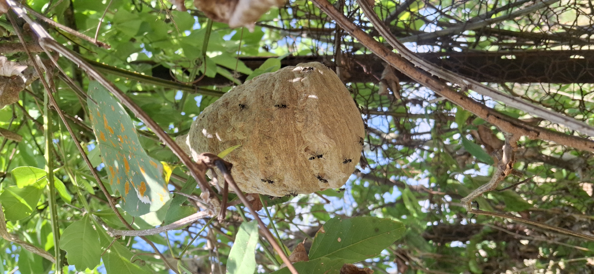 Evening wildlife documentation captures routine nature scenes in Vallecito, Venezuela