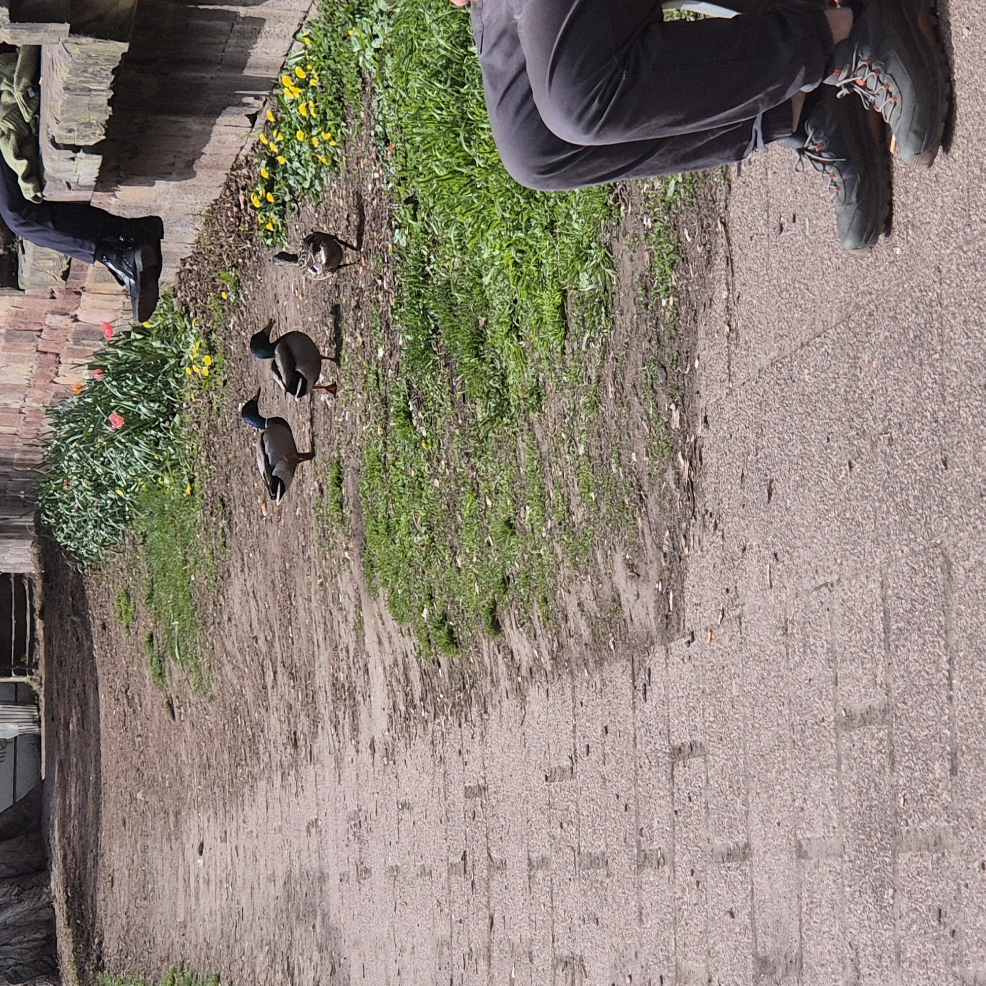 Morning wildlife encounters and flower bouquet spotted in Strasbourg
