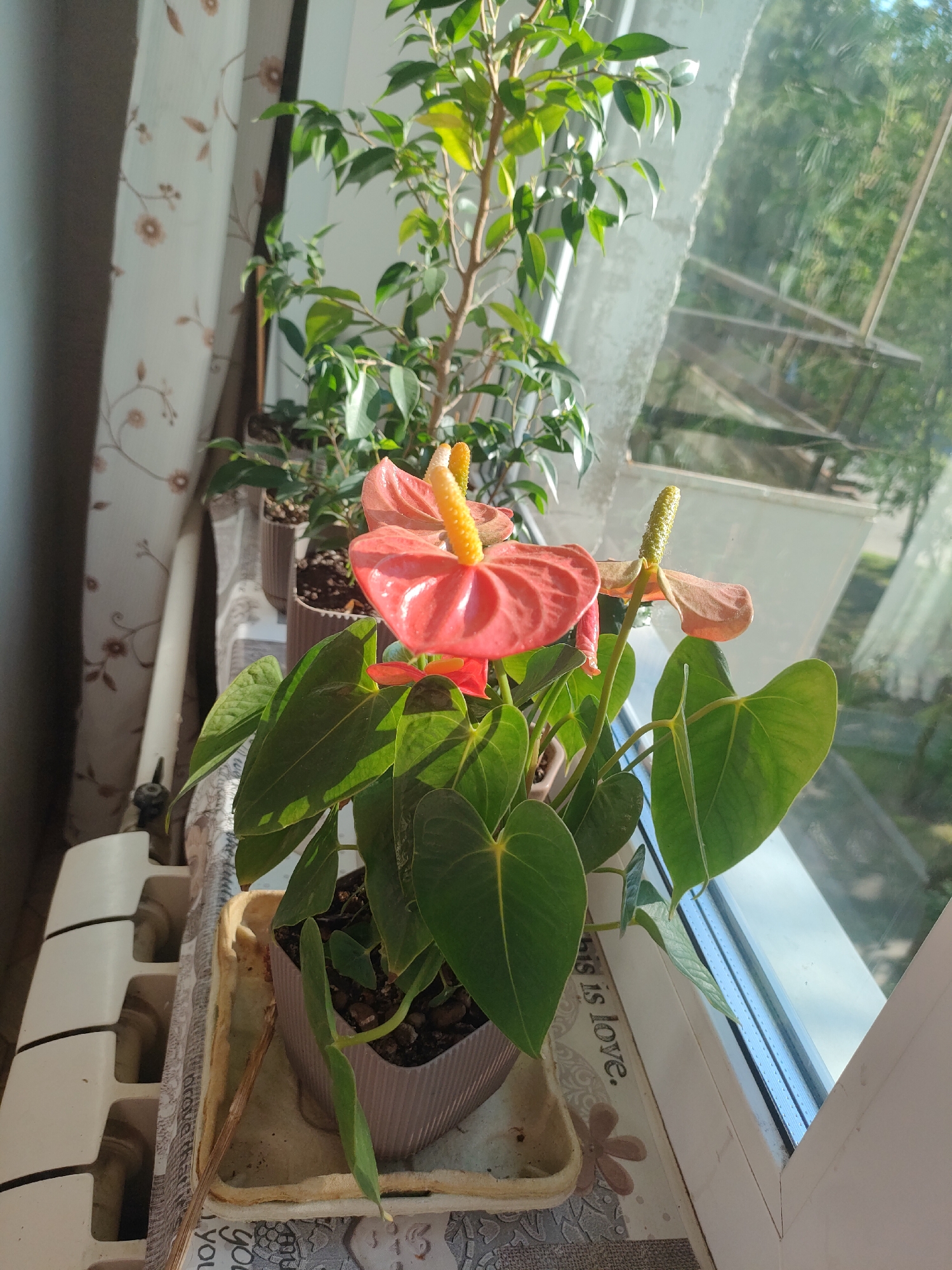 Anthurium and green plant on a Moscow windowsill