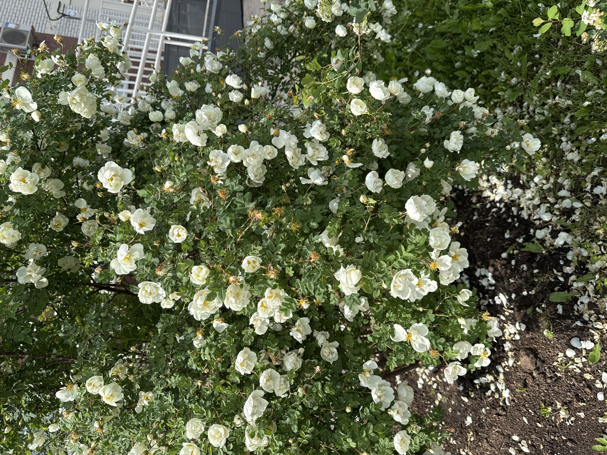 Rose gardens bloom across Izhevsk in early summer display