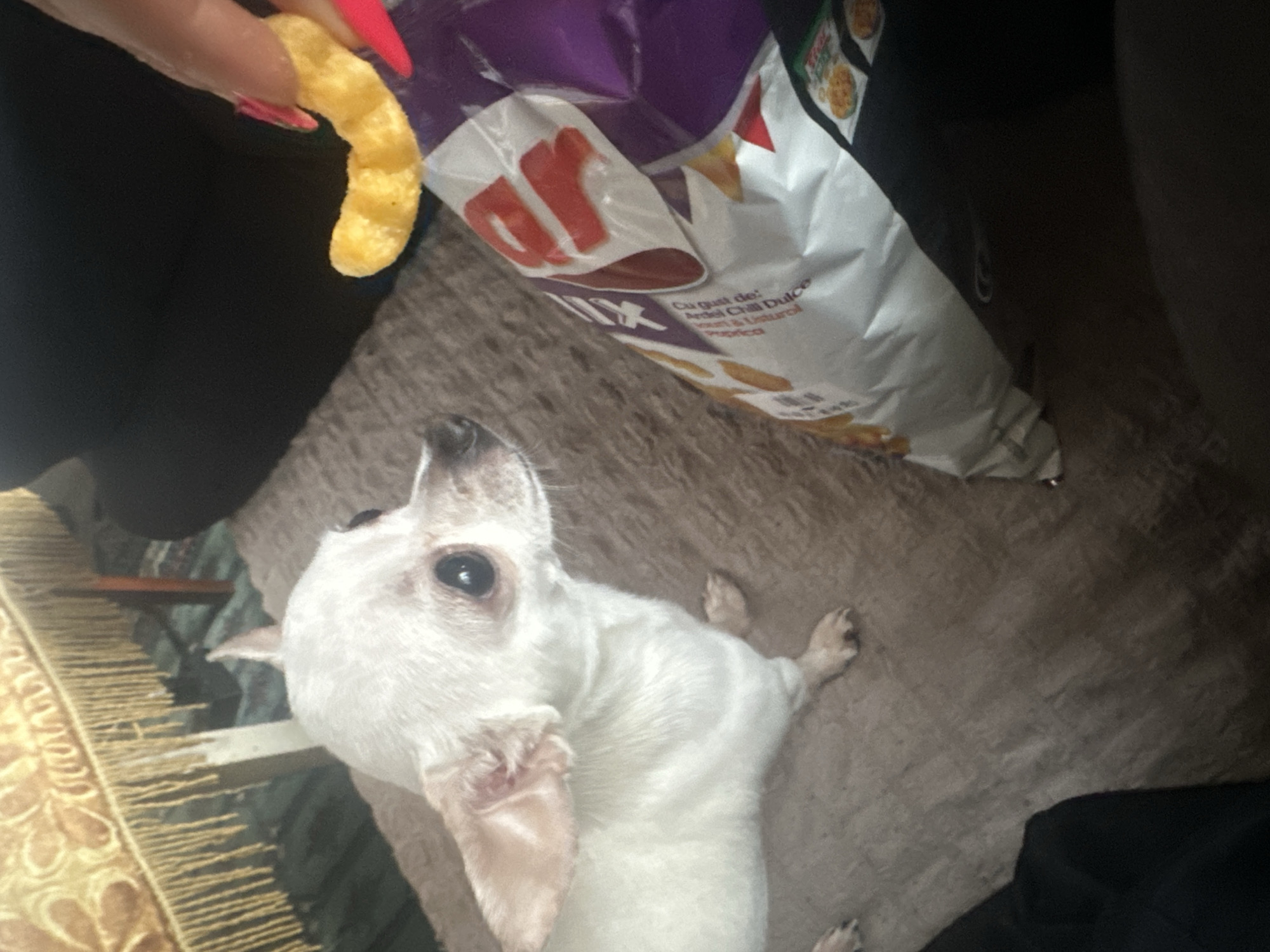 Dog eagerly awaits cheese puff treat in Bulgaria