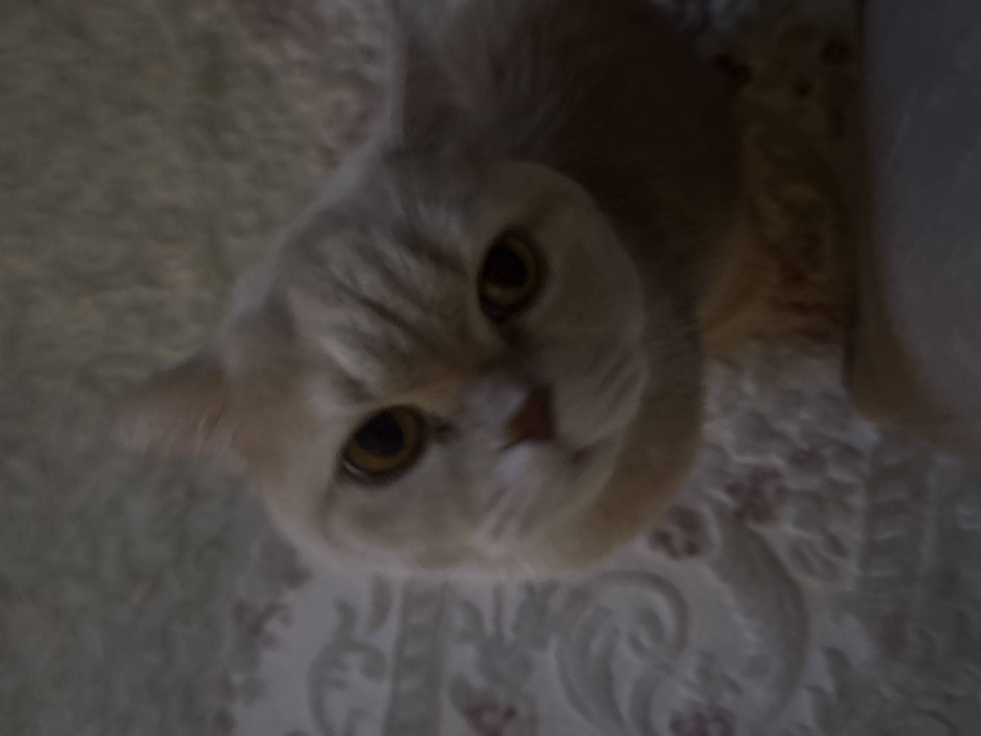 Cat, cityscape, fruit stand scenes documented over 85 minutes