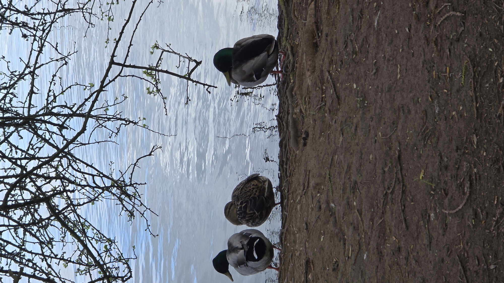 Mallard ducks gather at lakeside near wooden bench