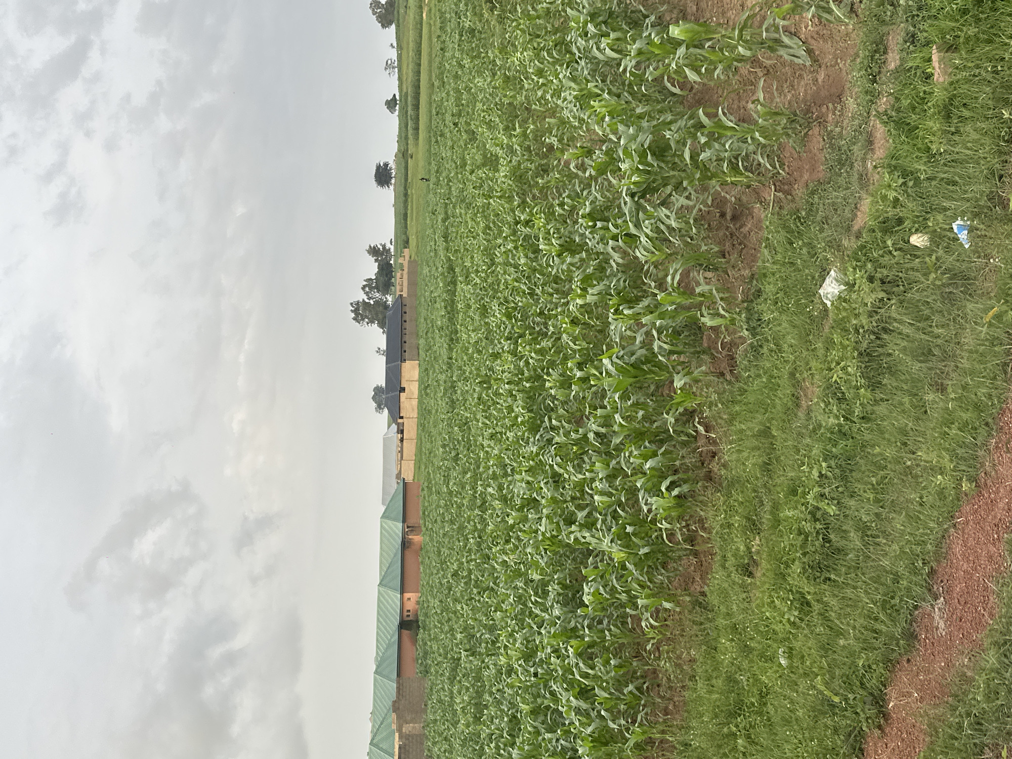 Everyday life in Durumi: cattle, crops, and neighborhood streets