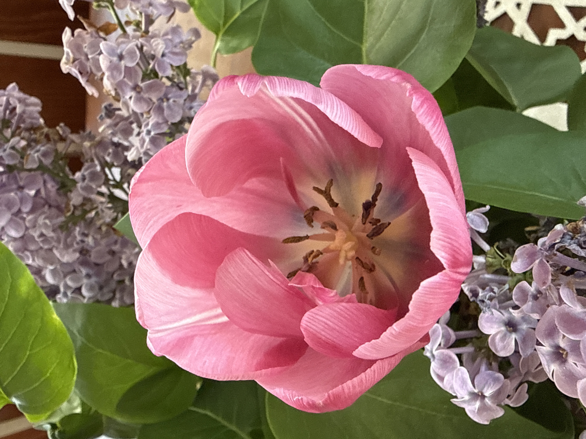 Haskovo resident captures detailed photos of flowers, crafts, toys