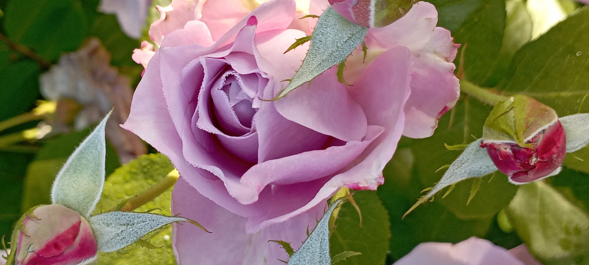 Dewy roses in full bloom, Radisne garden