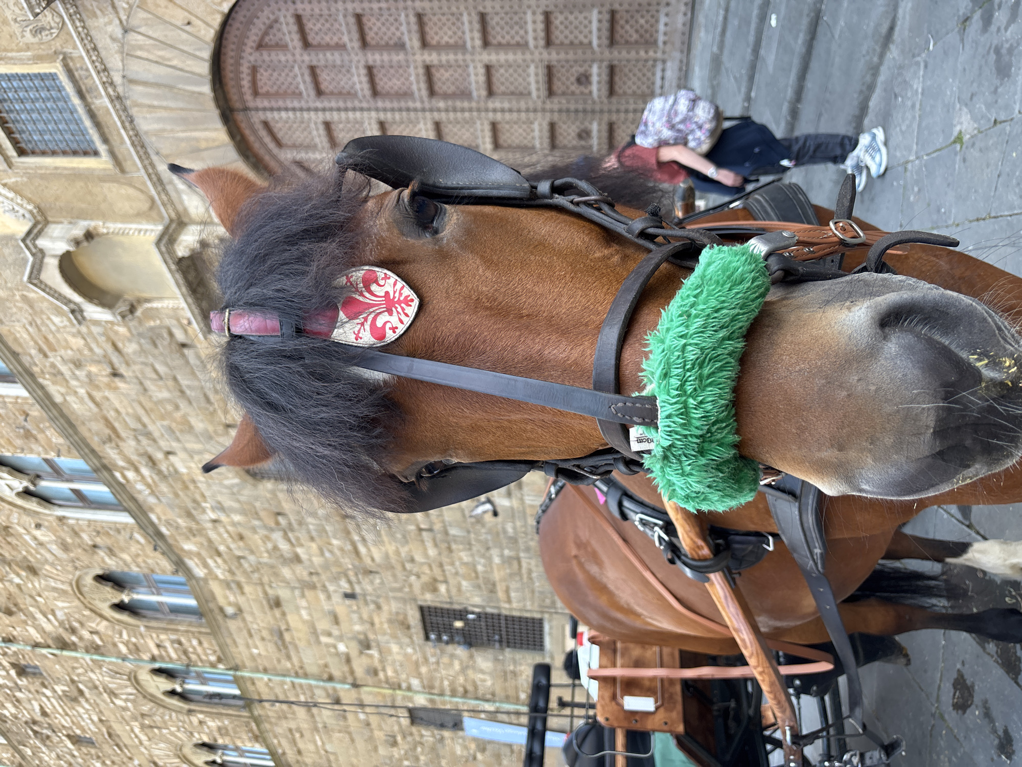 Tourist horse carriages operate in Florence's Piazza della Signoria