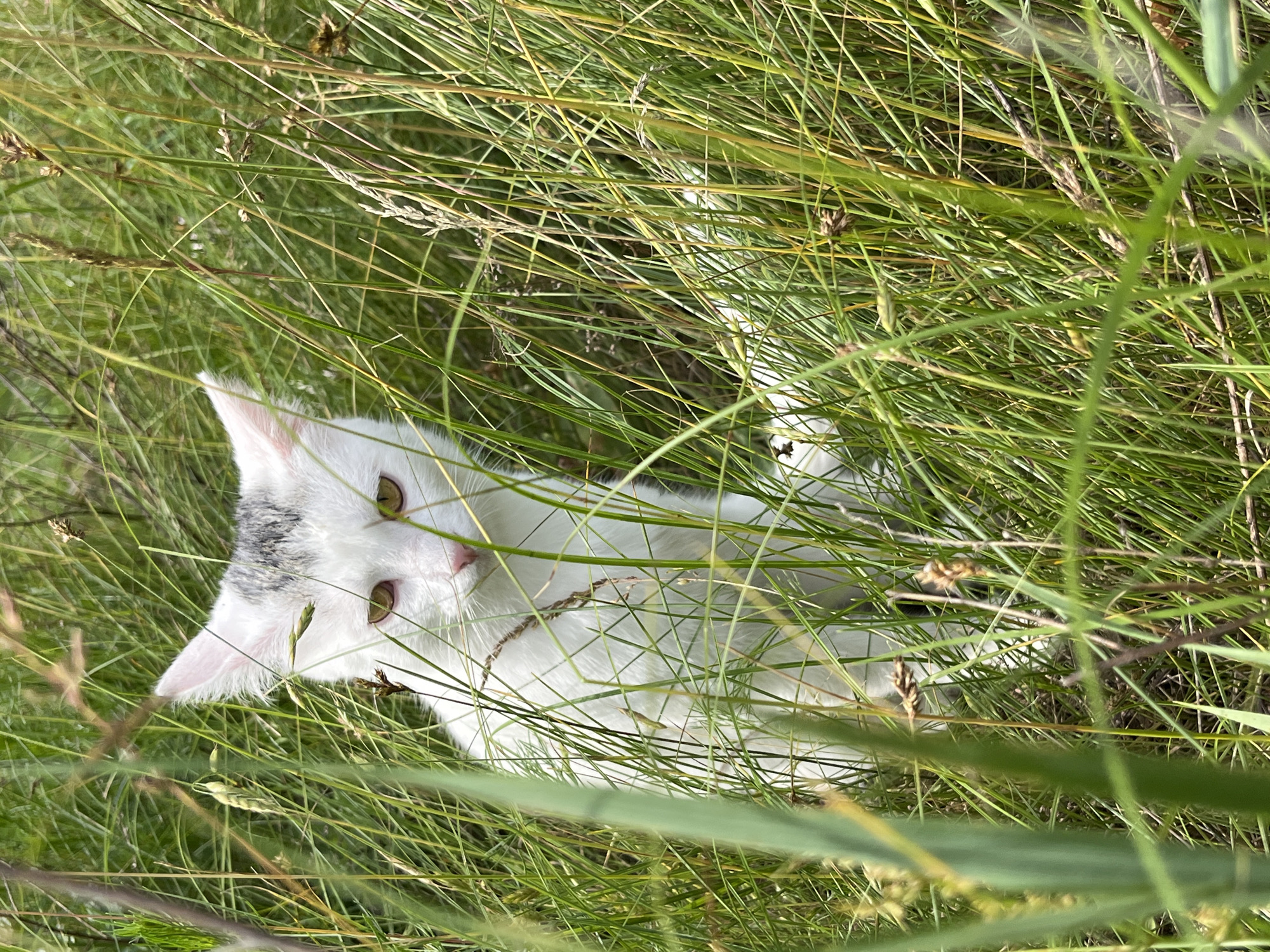 Cats and wildflowers in outdoor grass setting