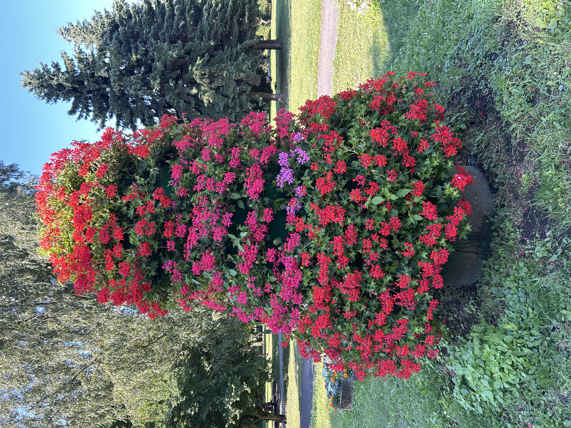 Dogs and flowers on a summer morning in Tczew
