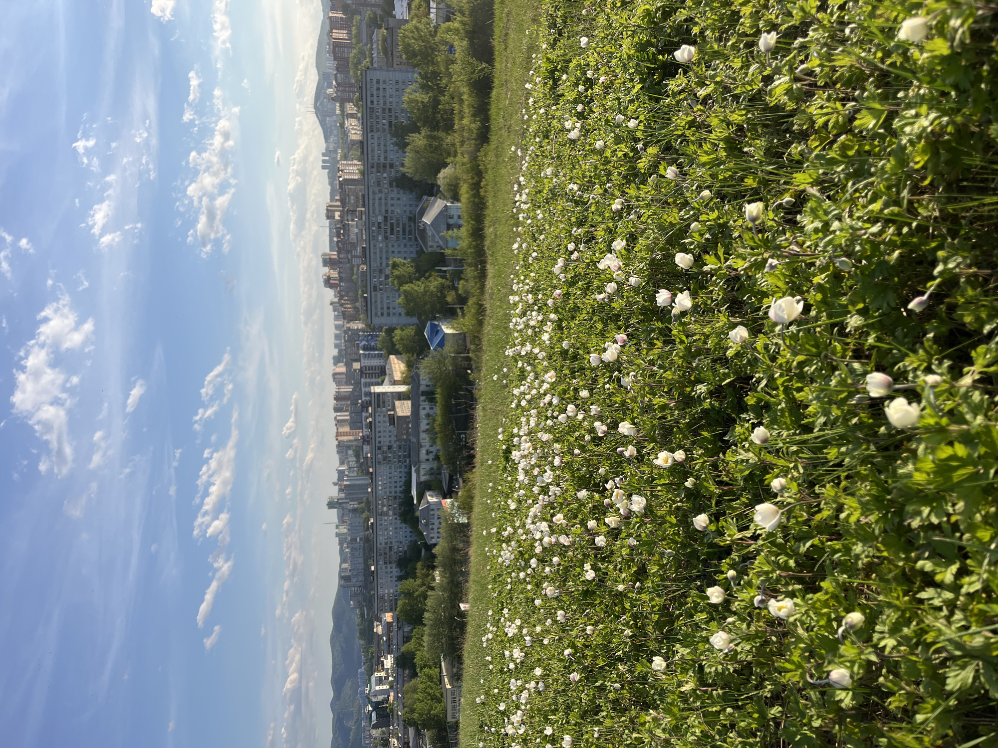 Spring flowers bloom in field near Krasnoyarsk urban area