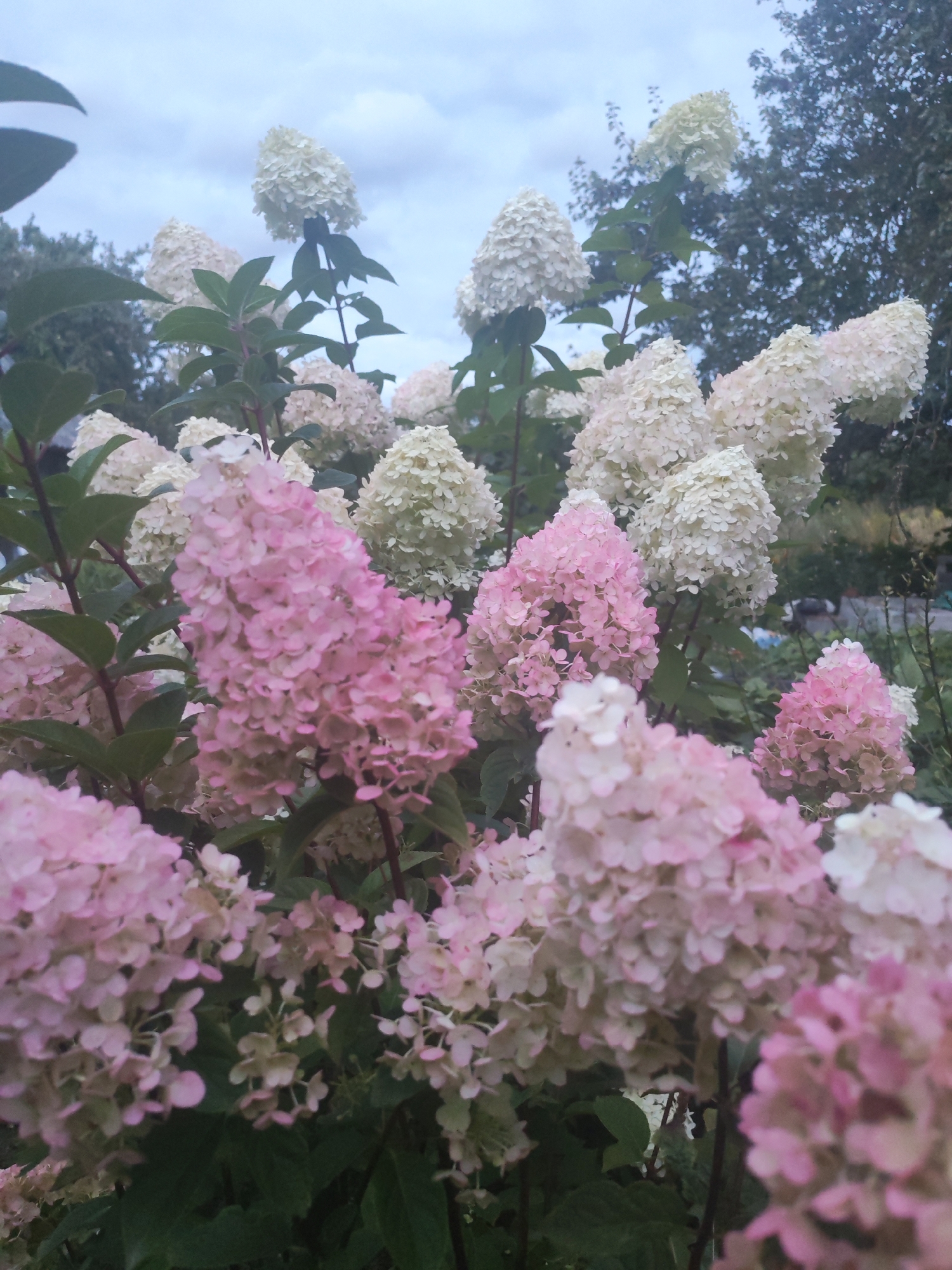 Late summer garden blooms in Smalyavichy, Belarus