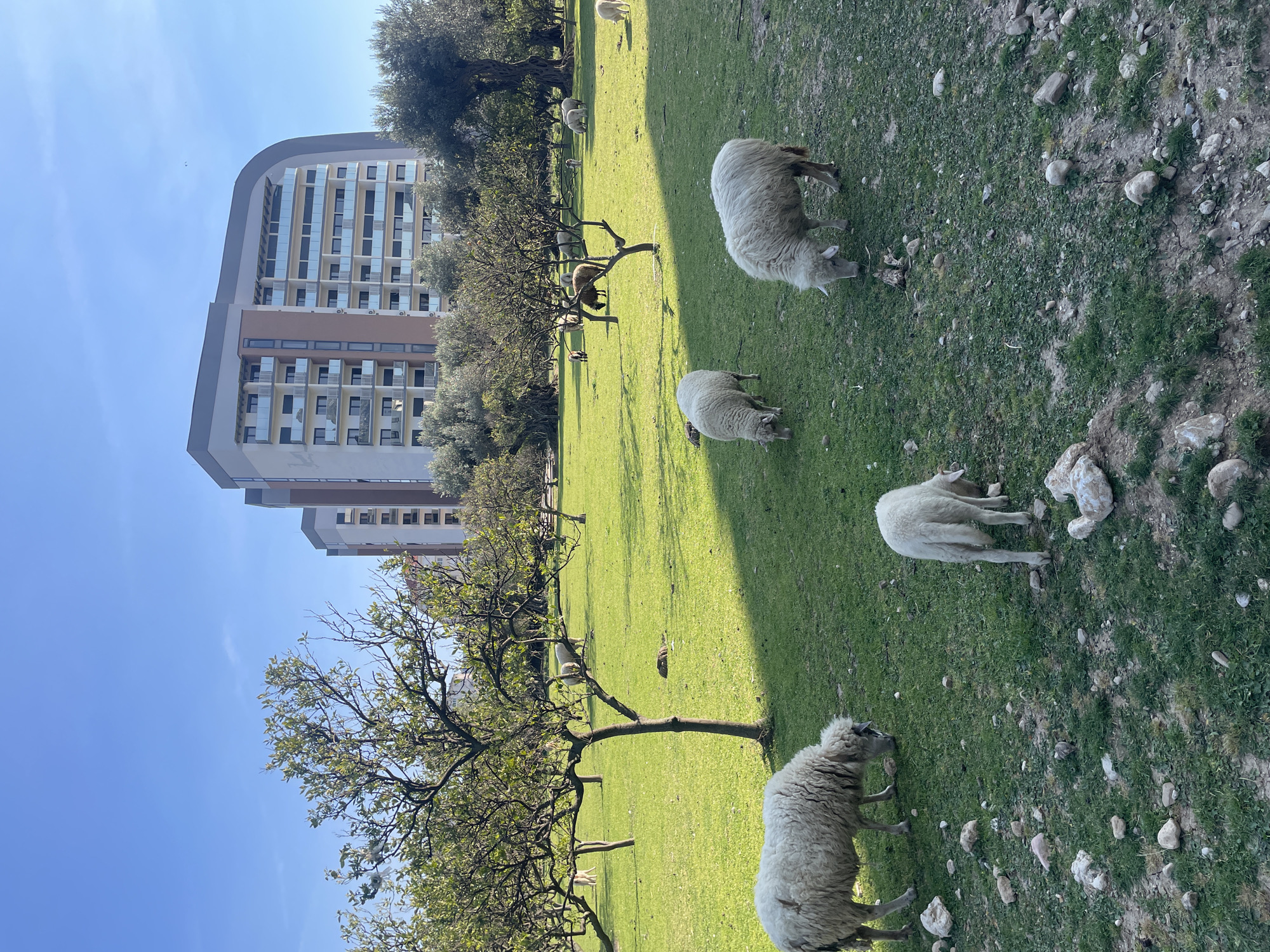 Sheep graze in field near high-rise in Bar, Montenegro