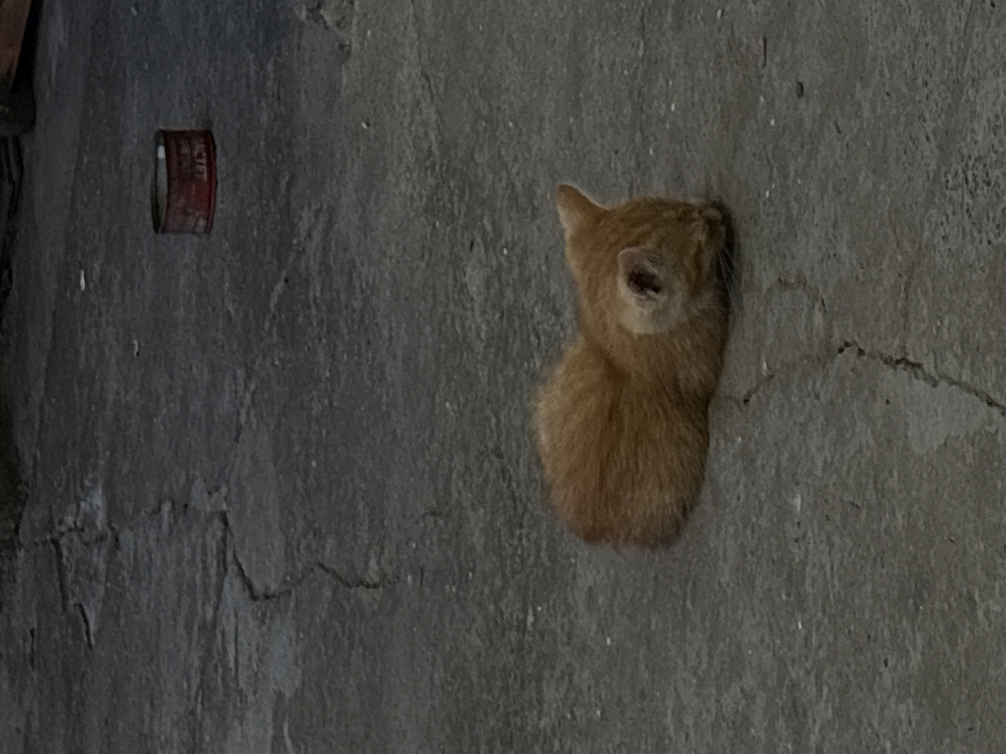 Quiet moments in Lom: sleeping kitten, beer bottle scenes