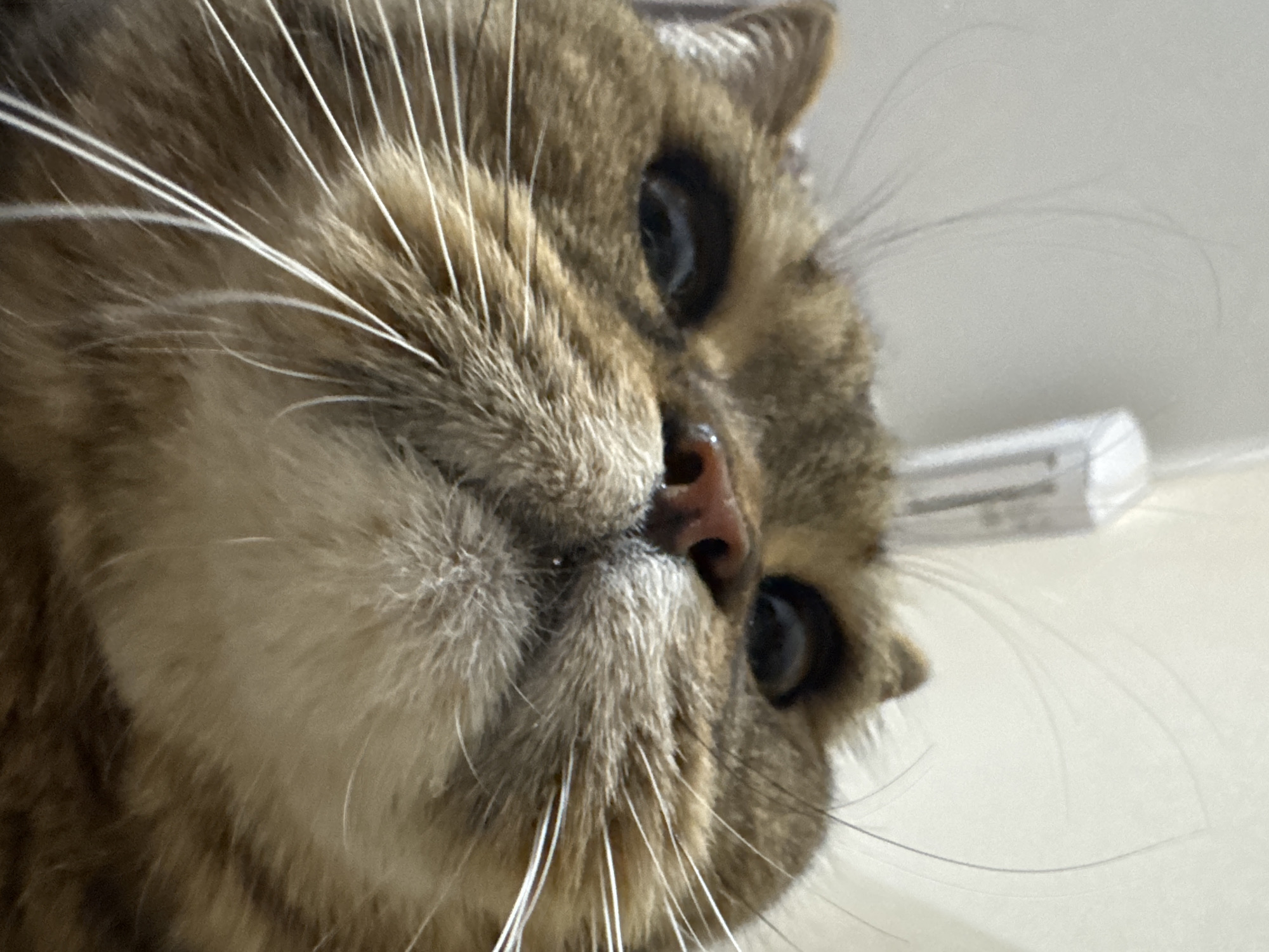 Tabby cat photographed up close from every angle indoors