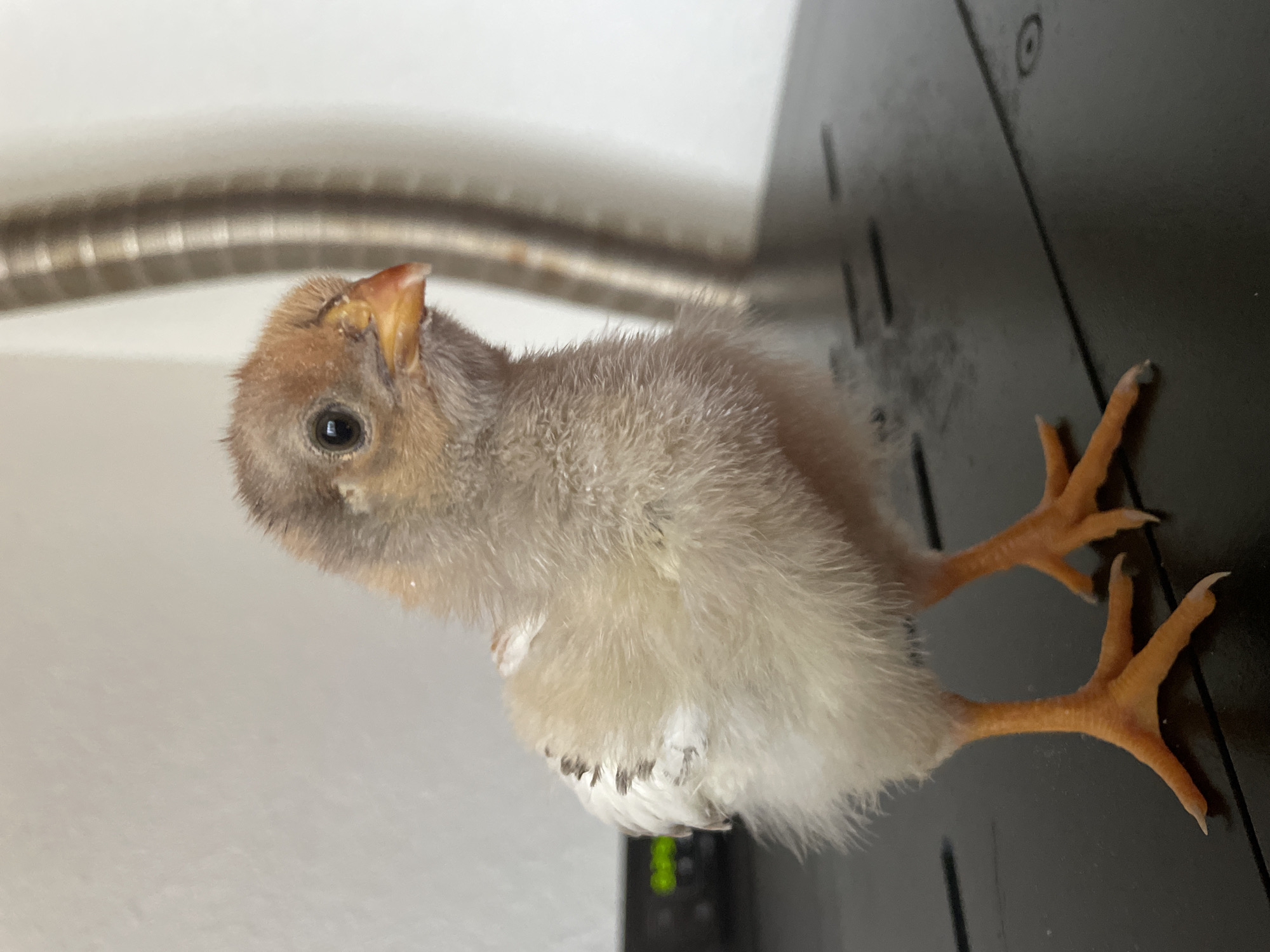 Chicks documented in indoor brooding setup in Zlatograd, Bulgaria