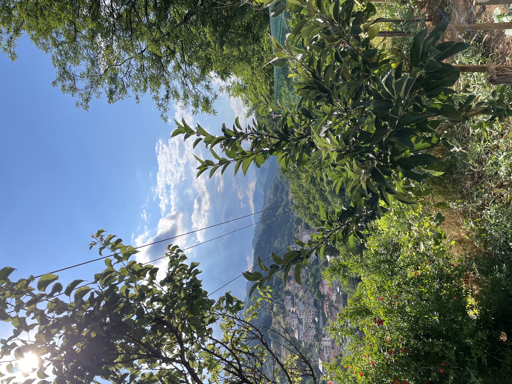 Dogs, kittens, and valley views from a Zlatograd hillside