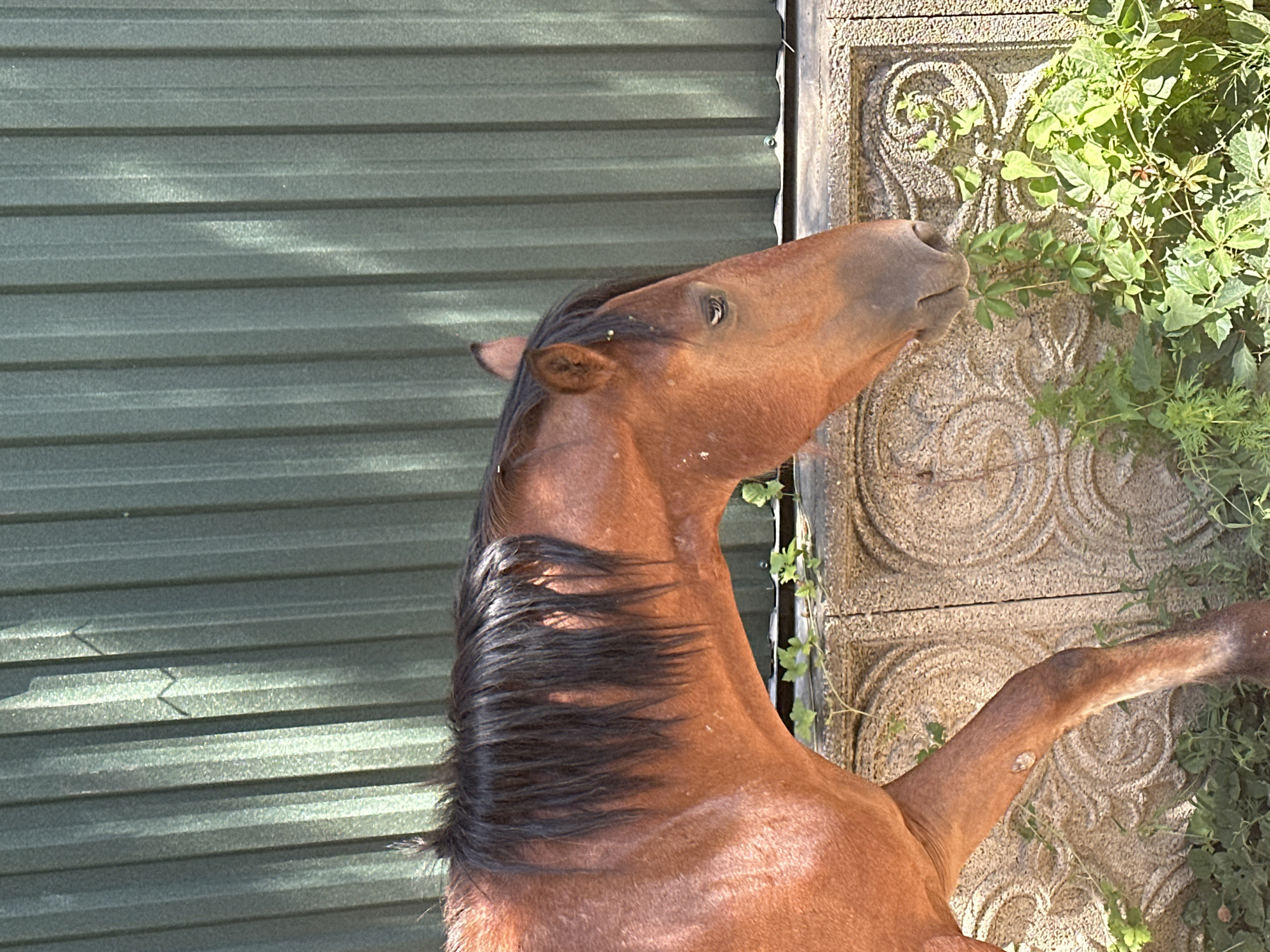 Horses graze and wander near a fenced area in Almaty