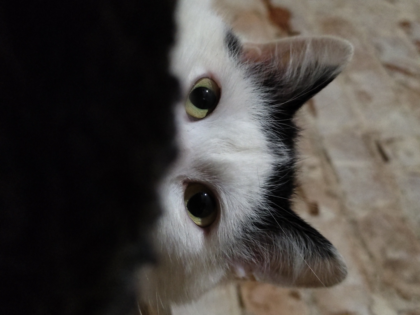 Close-up cat photographs captured by witnesses in 14-minute span