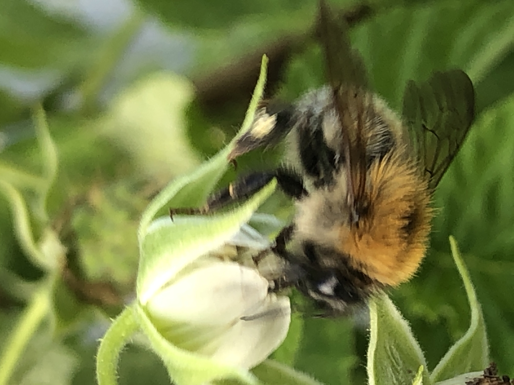 Afternoon macro photography of bumblebees pollinating garden flowers